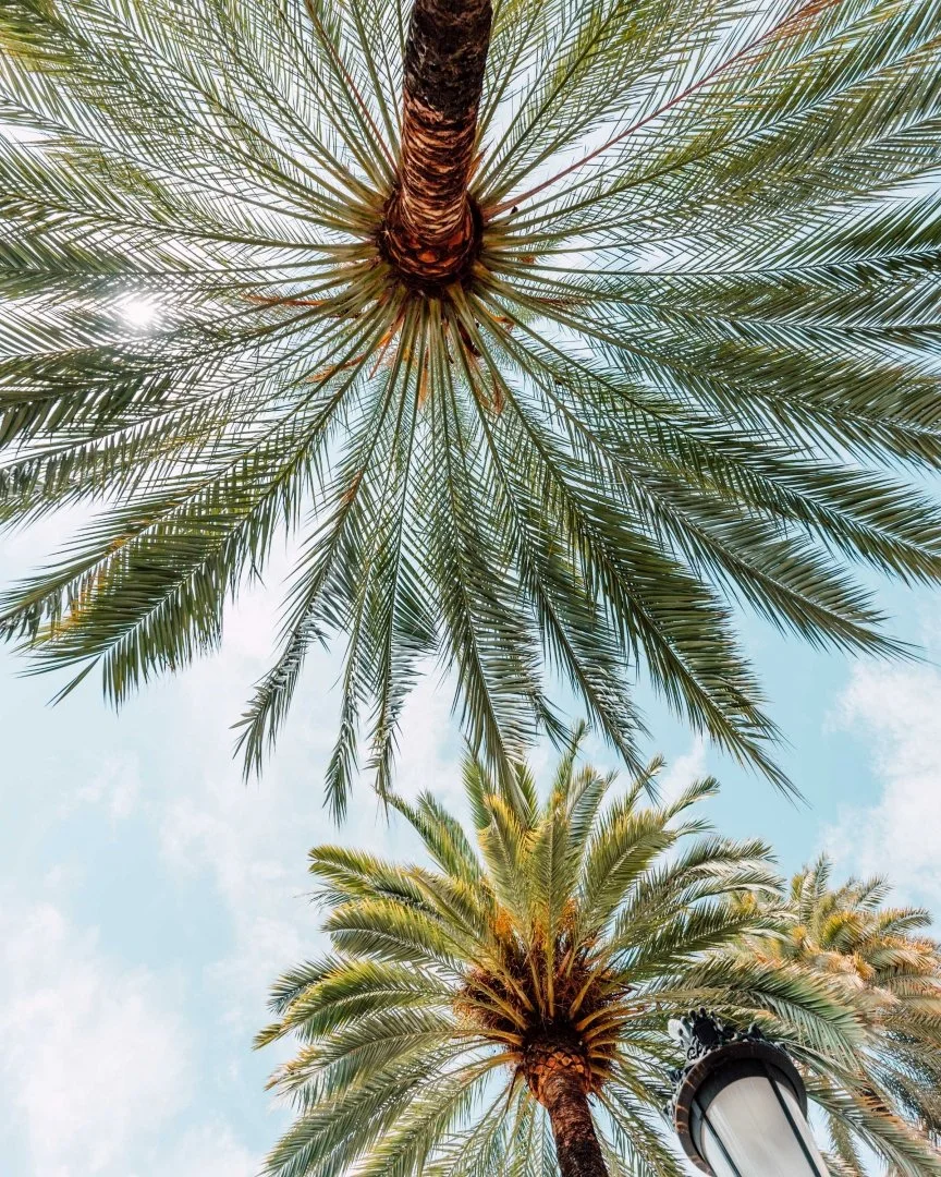 looking up at two palm trees from underneath