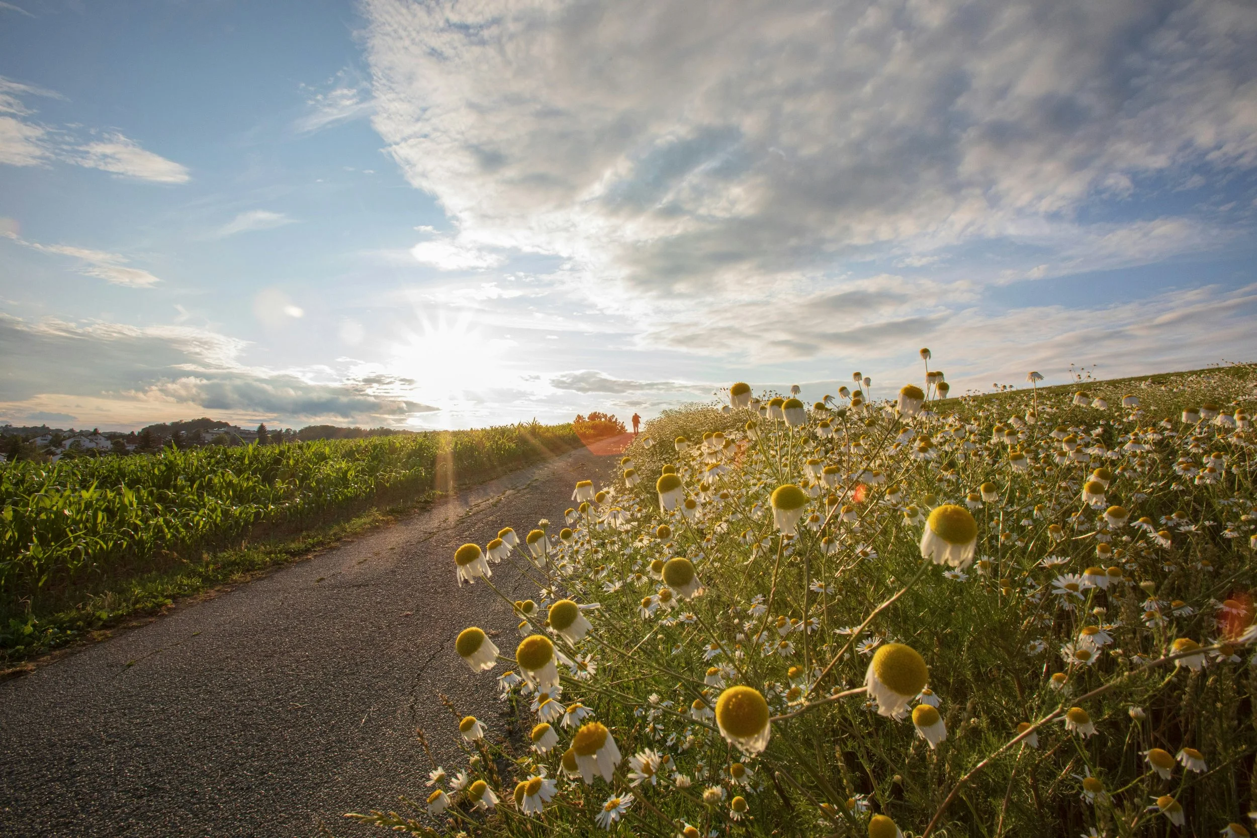 The sun shines through the clouds over a field of flowers