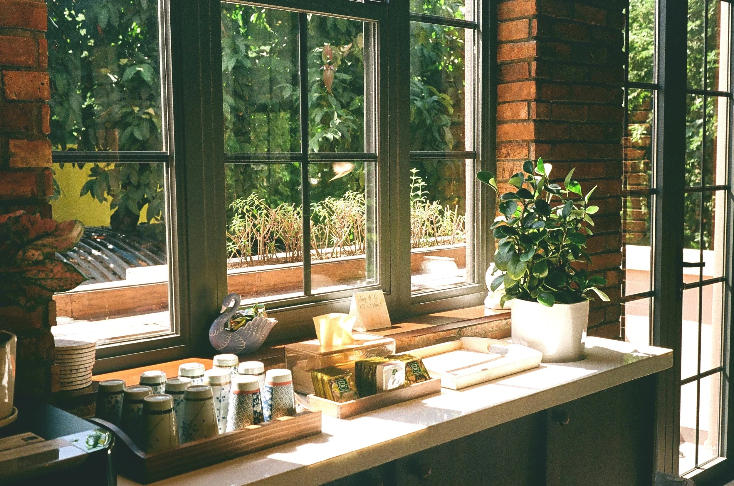 Sunlit  kitchen office counter with a potted plant, disposable cups, and snacks near a window showing greenery outside.