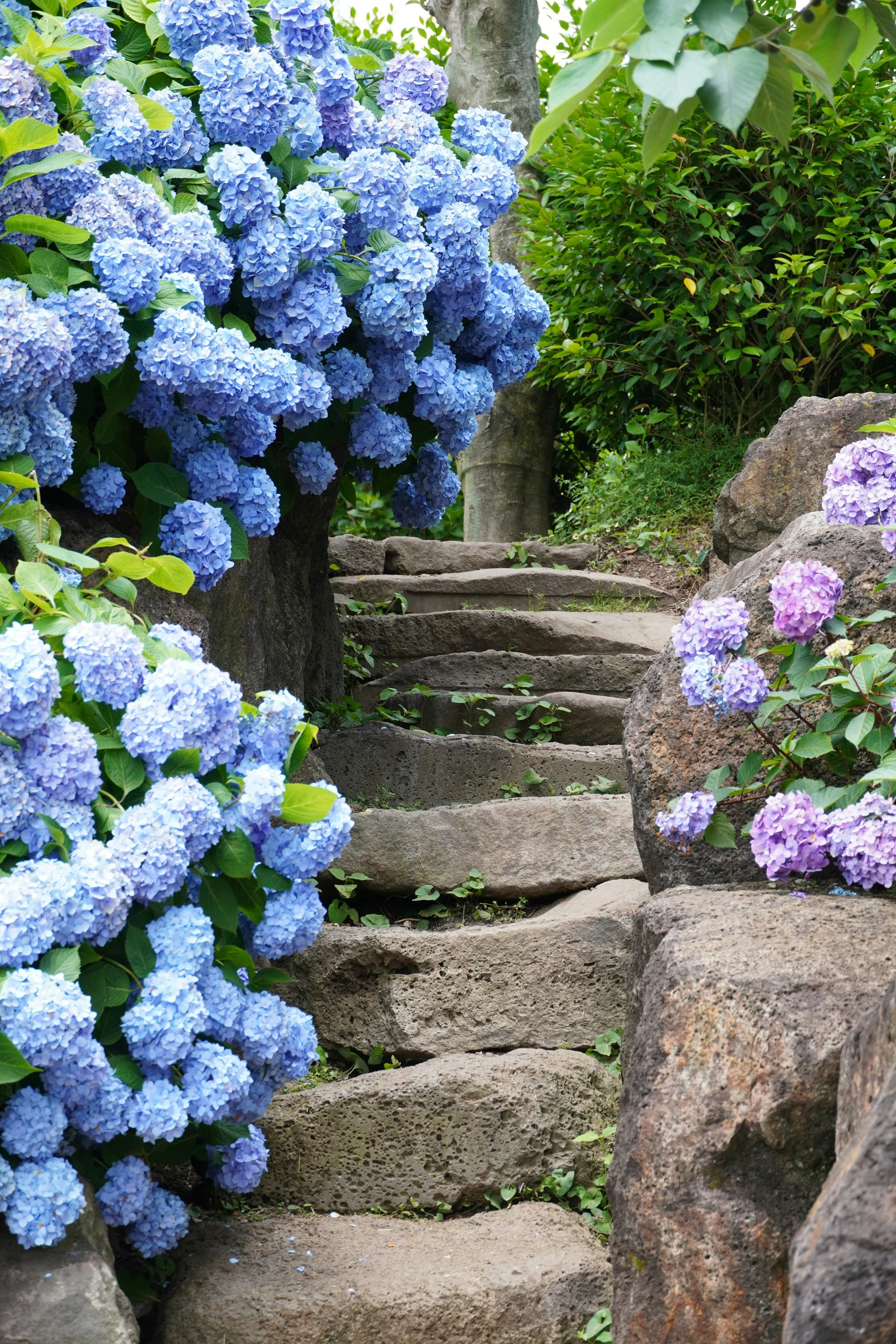 Rock steps and blooming  blue hydrangeas