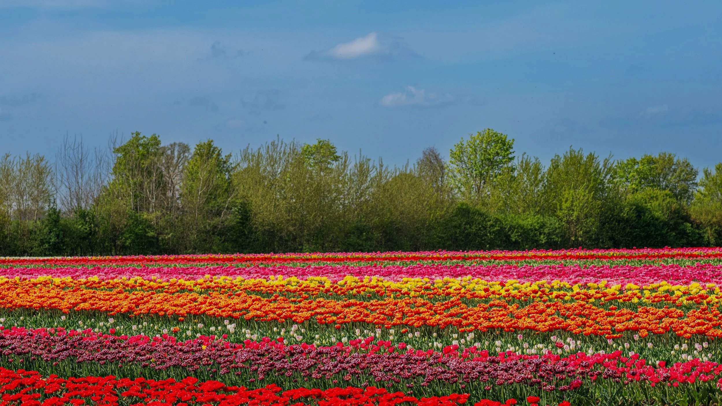 A field of colorful tulips under a blue sky