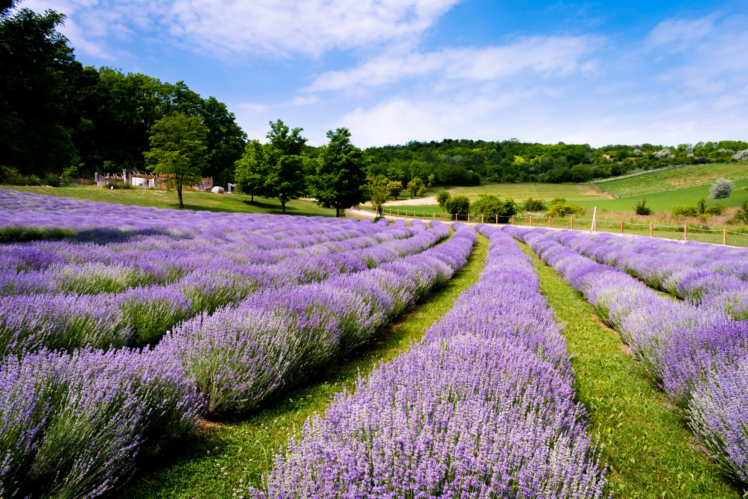 A field of lavender flowers with a blue sky in the background
