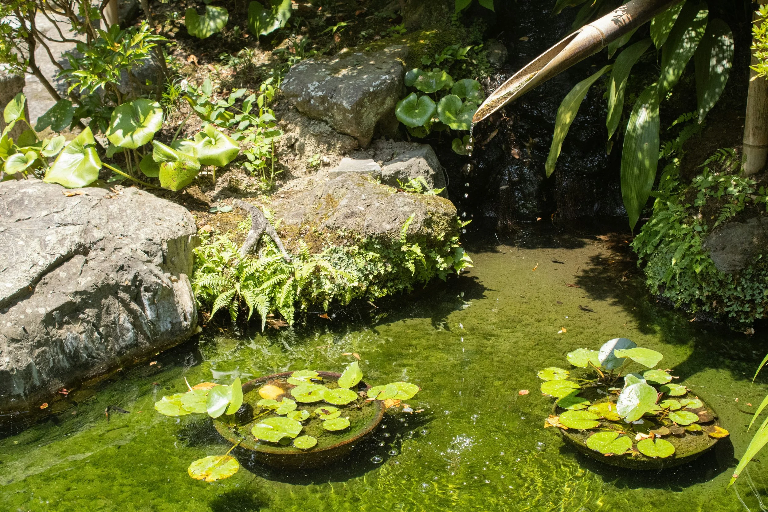 A small garden pond with lily pads, rocks, and lush green plants, including ferns, bushes, and bamboo, with water overflowing from a bamboo spout.