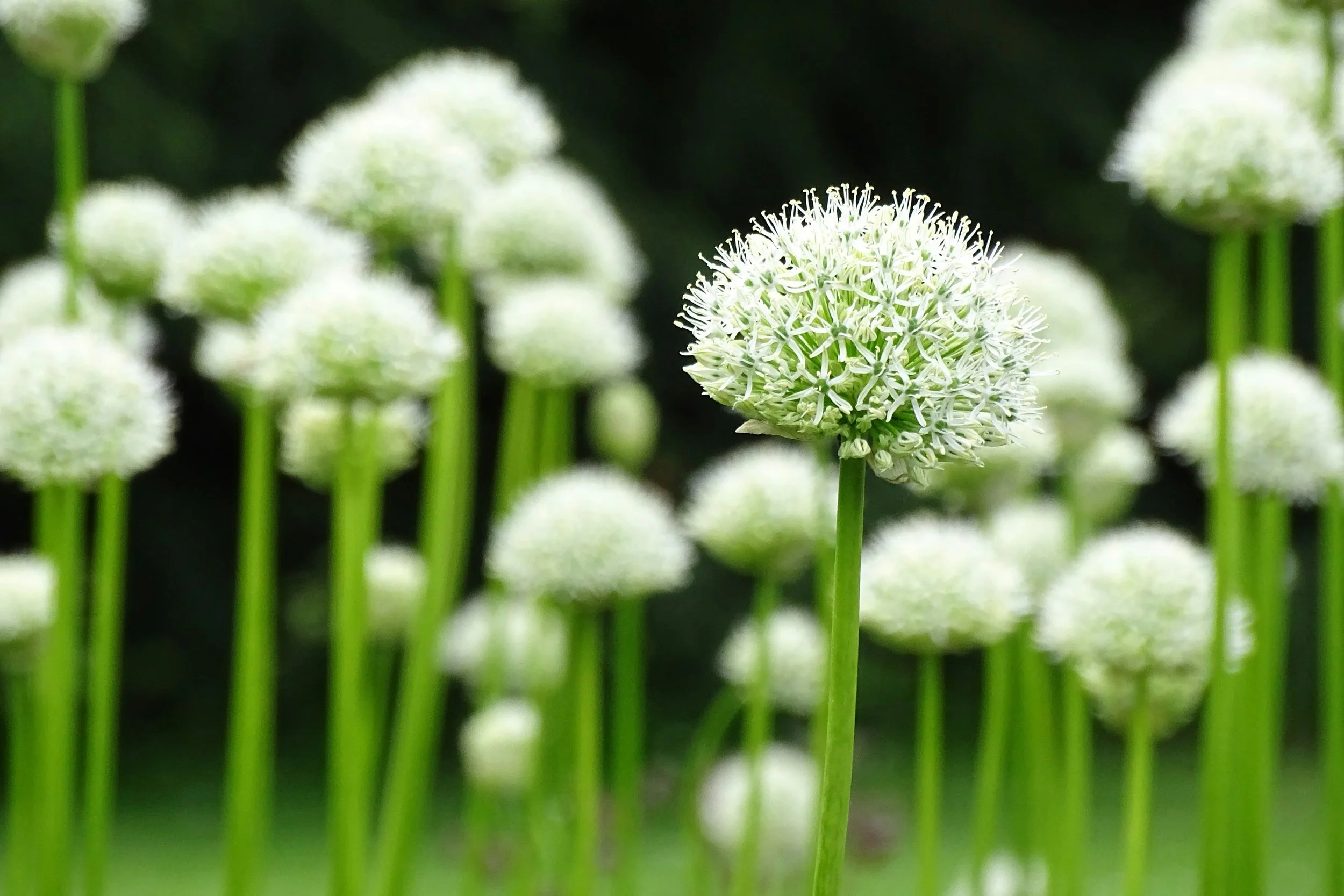 A display of white Aliums at Kew Botanical Gardens Richmond