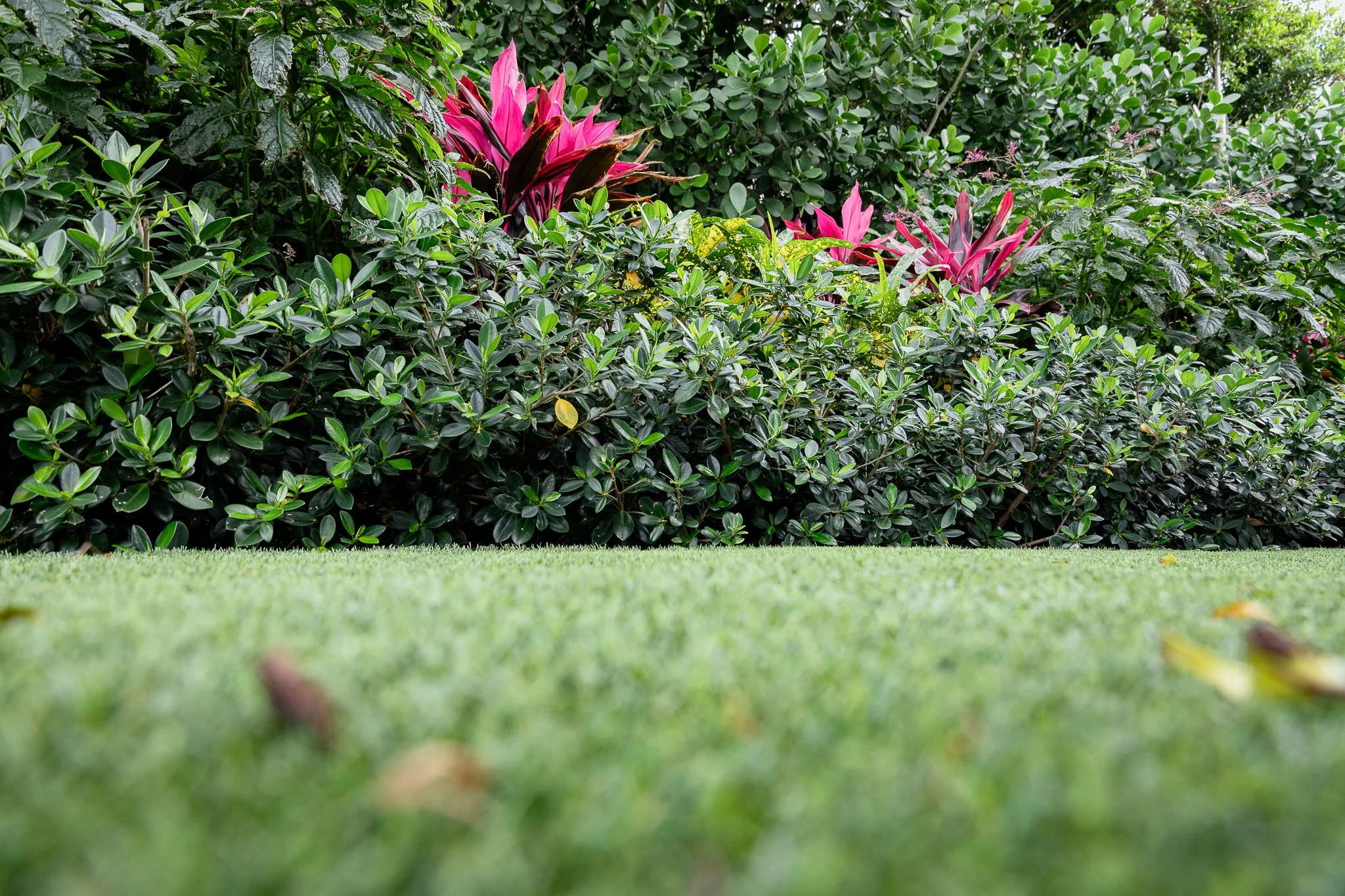 Close-up of a well-maintained grassy lawn with lush green bushes and vibrant pink flowers in the background.