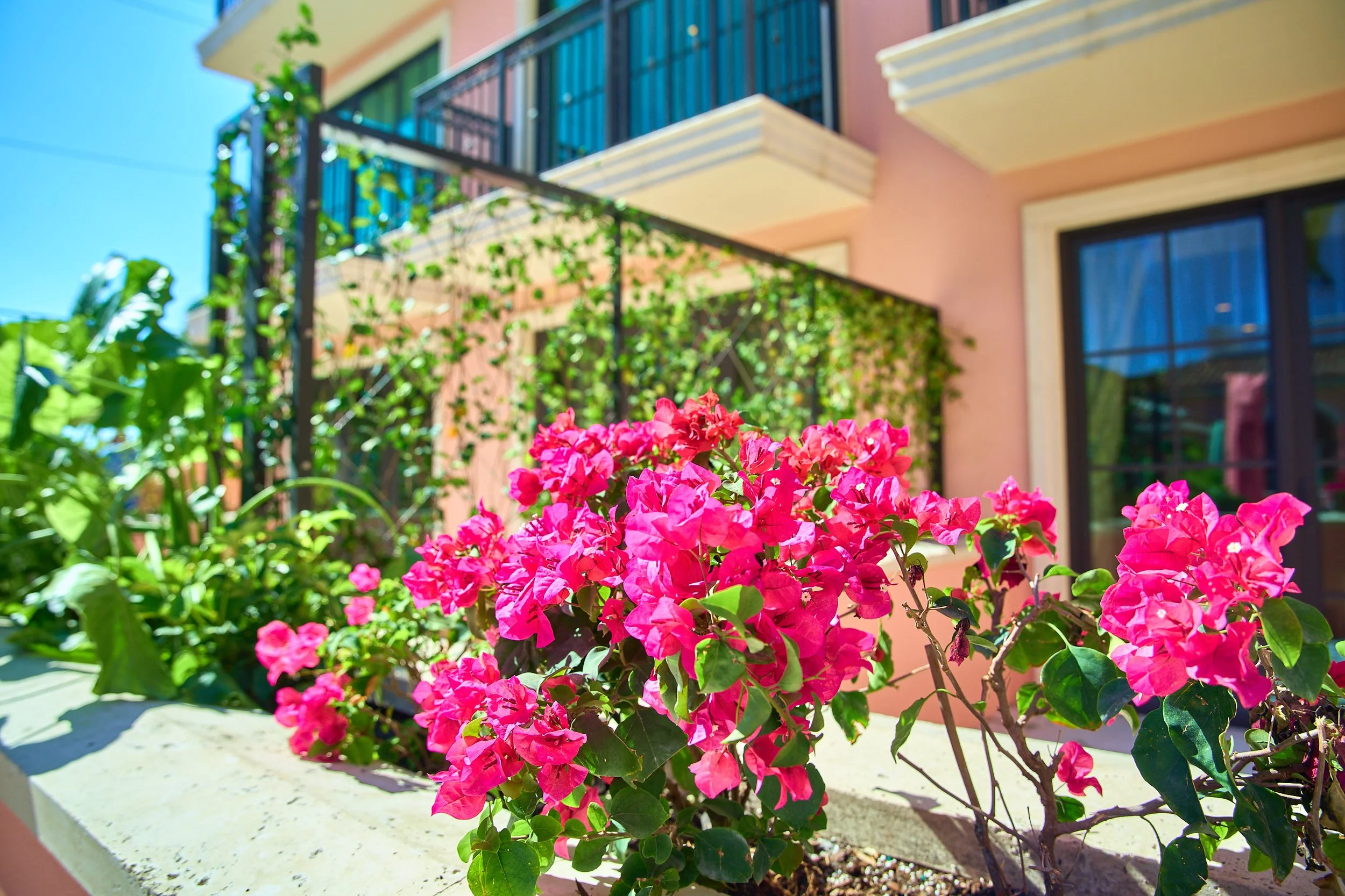 Royalpalm12.jpg