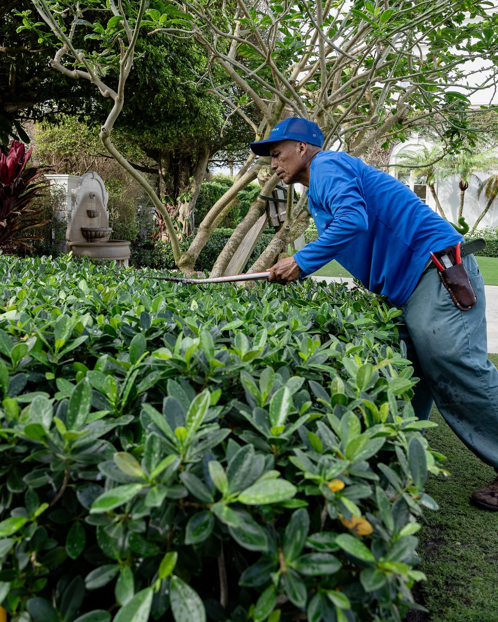 A man wearing a blue shirt and cap trimming a hedge with pruning shears in a lush garden.