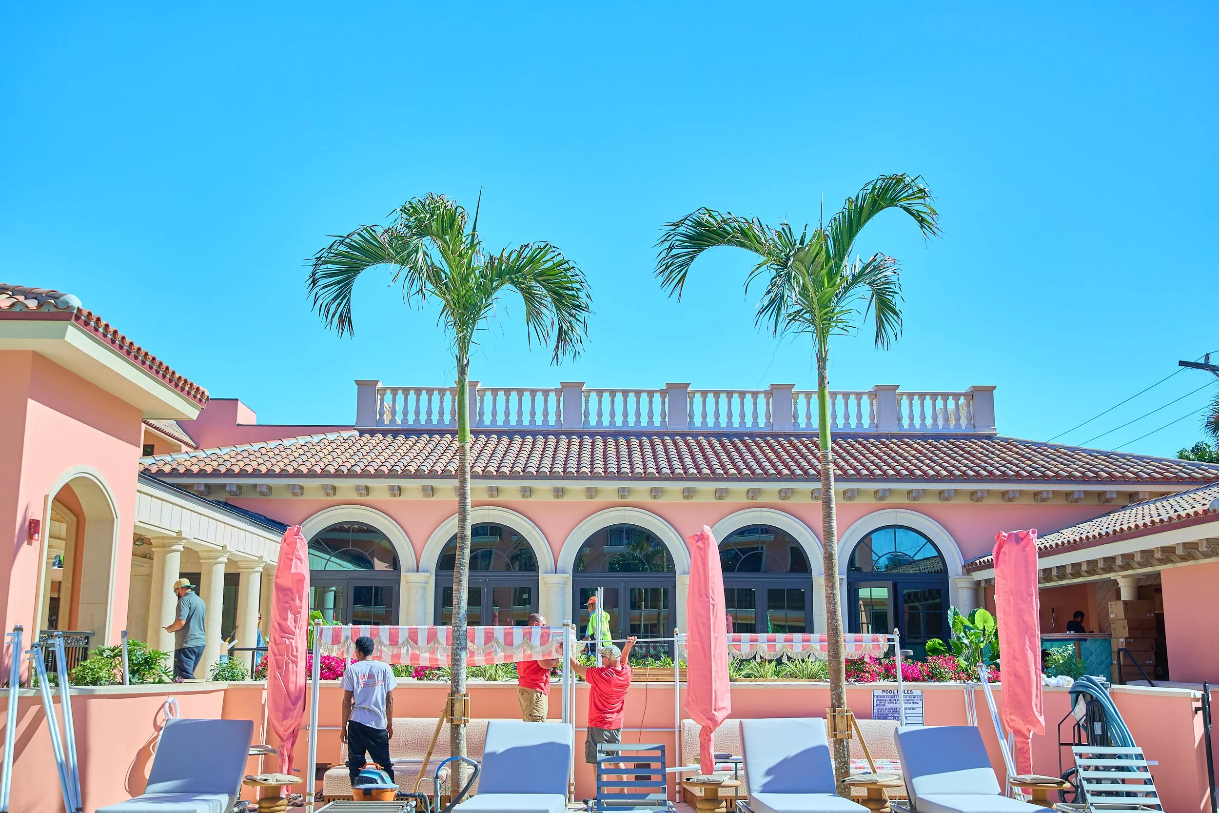 Royalpalm17.jpg