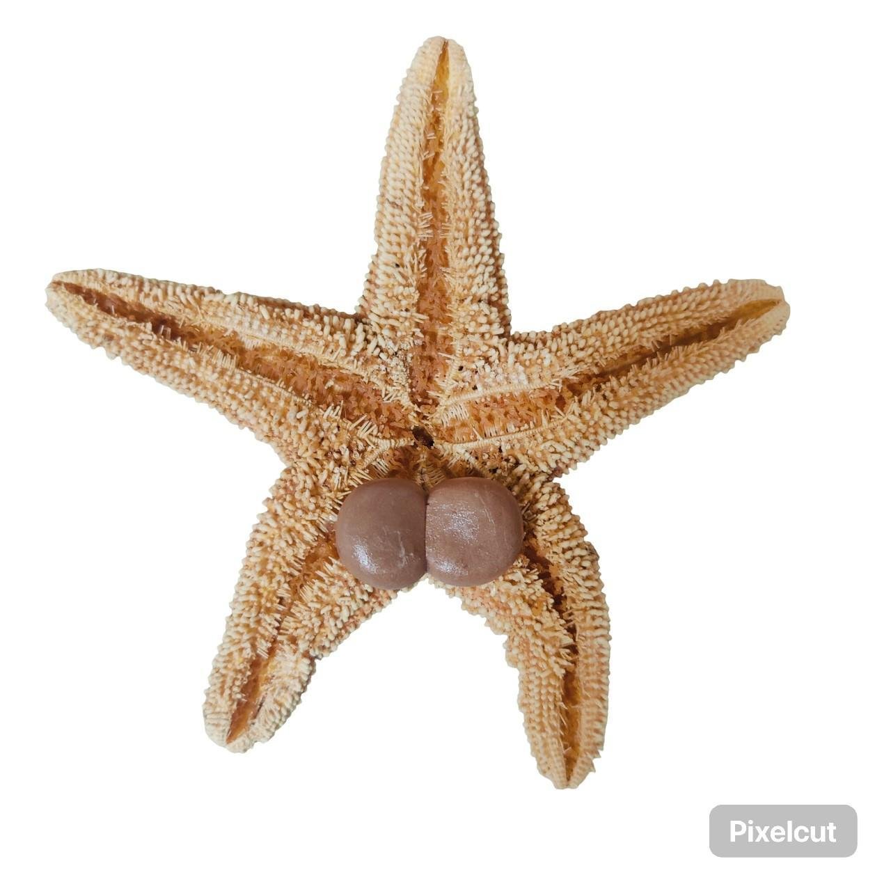 Starfish 6.jpg