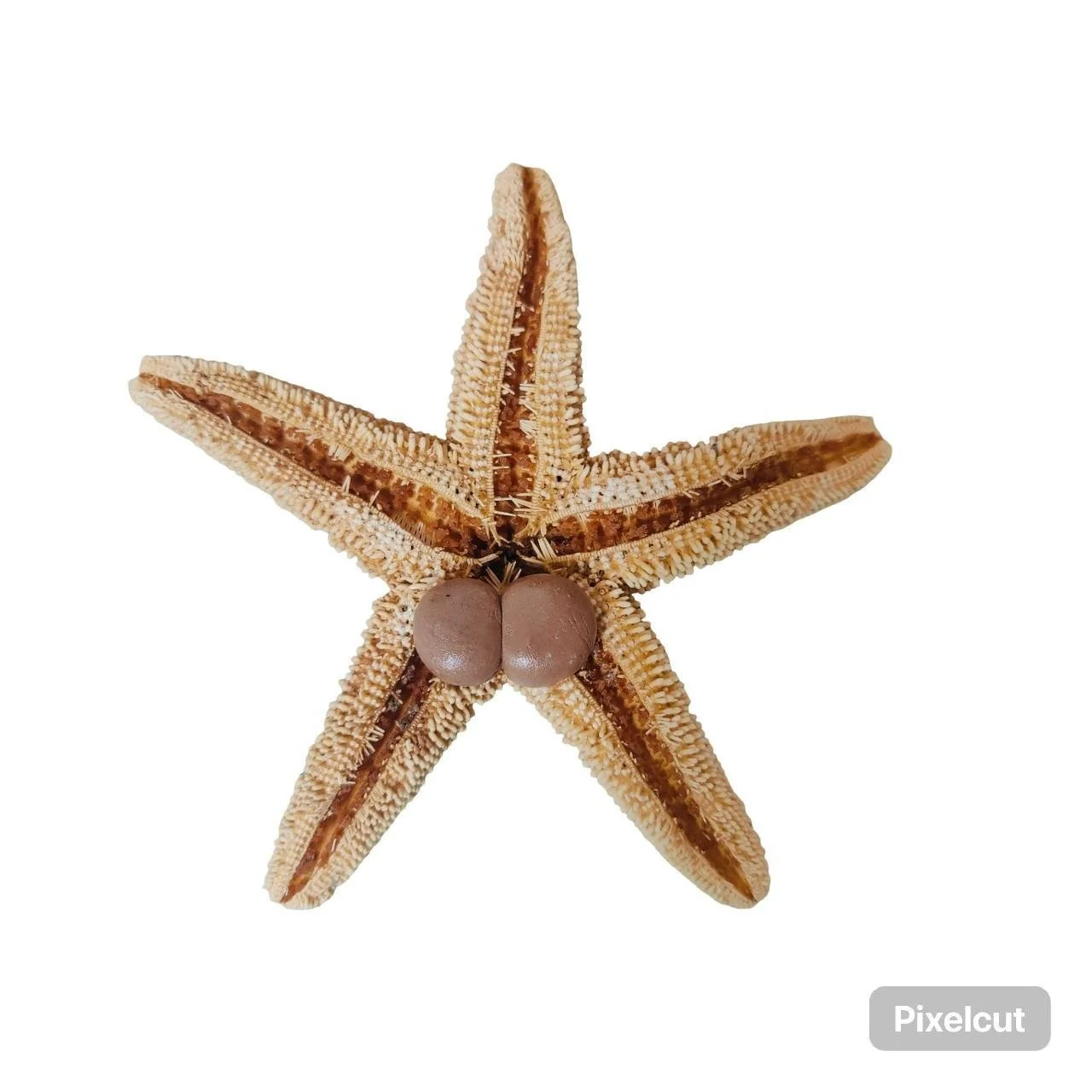 Starfish 4.jpg