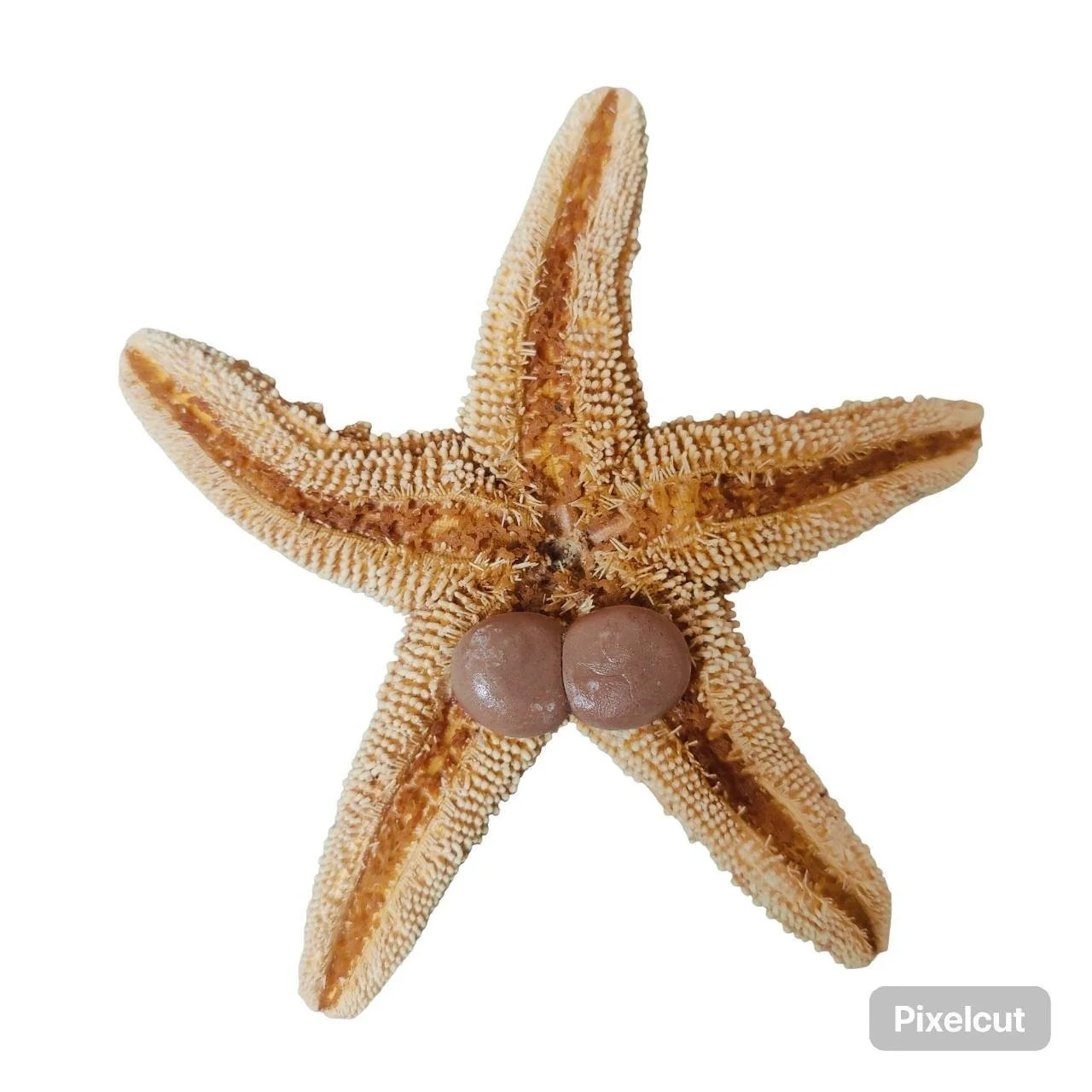 Starfish 8.jpg