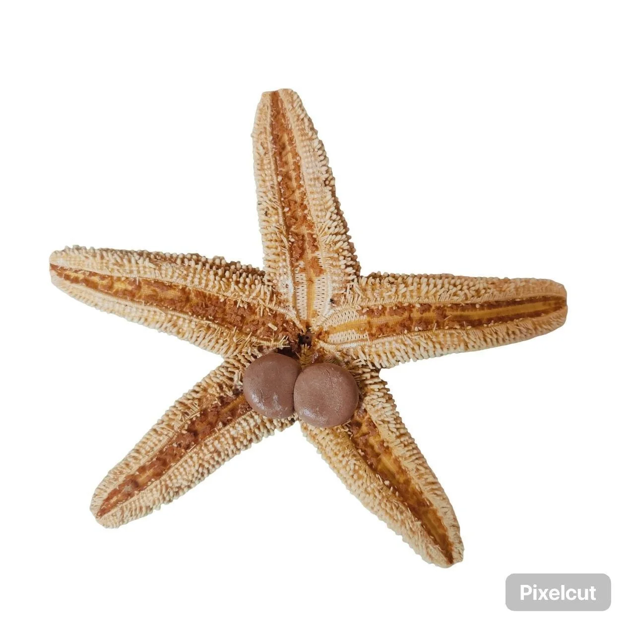 Starfish 2.jpg