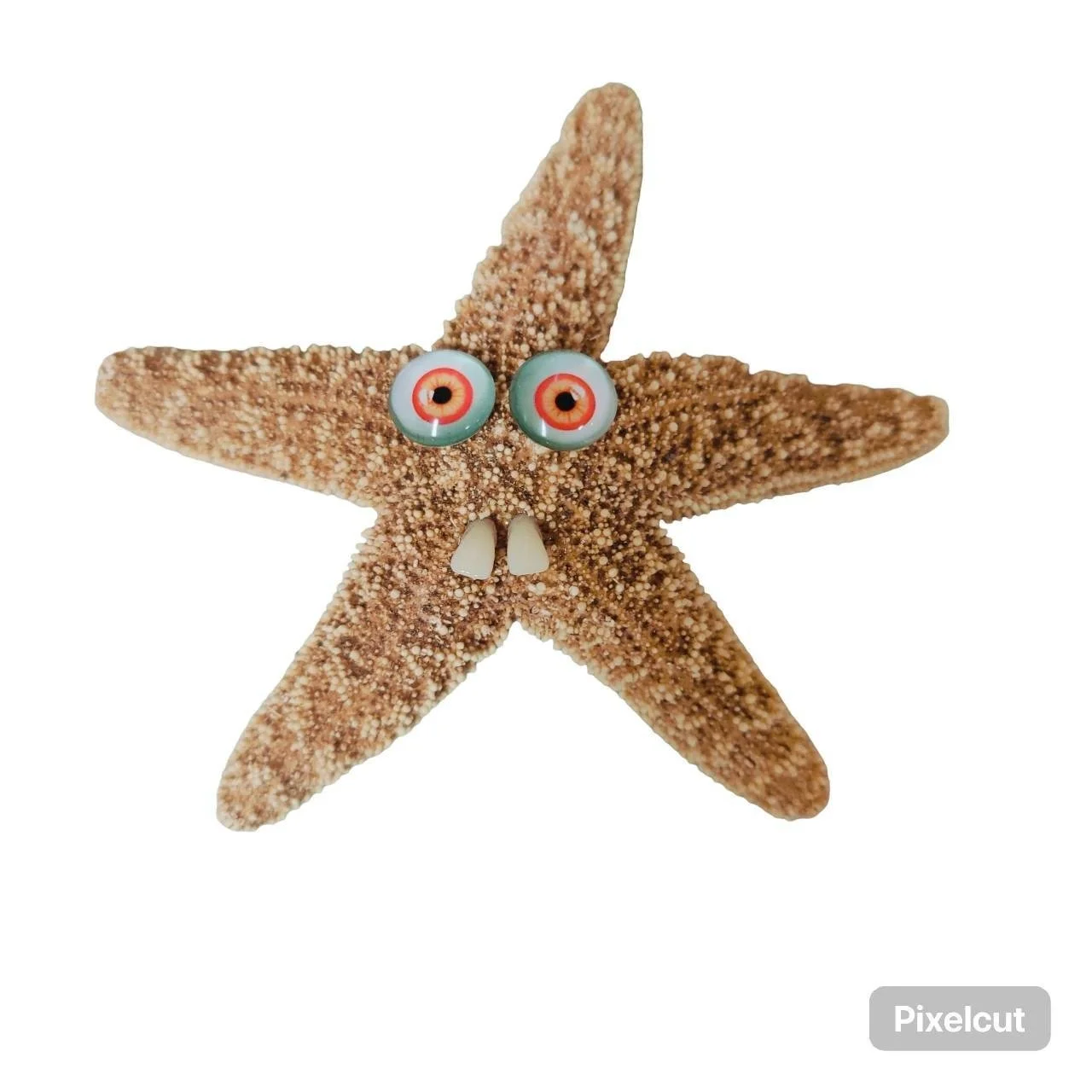 Starfish 1.jpg