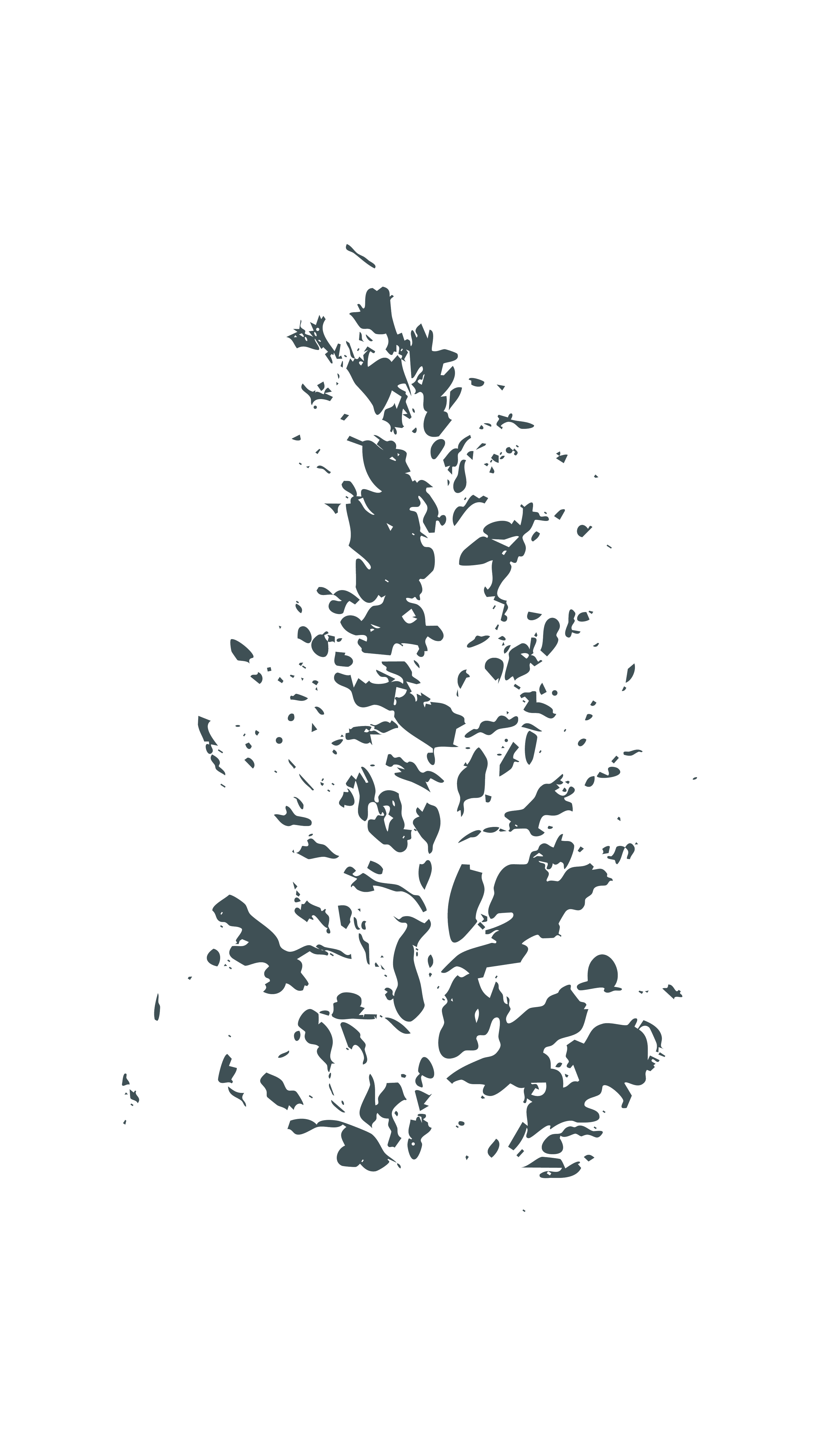 Silhouette of a leafy plant or tree against a black background.