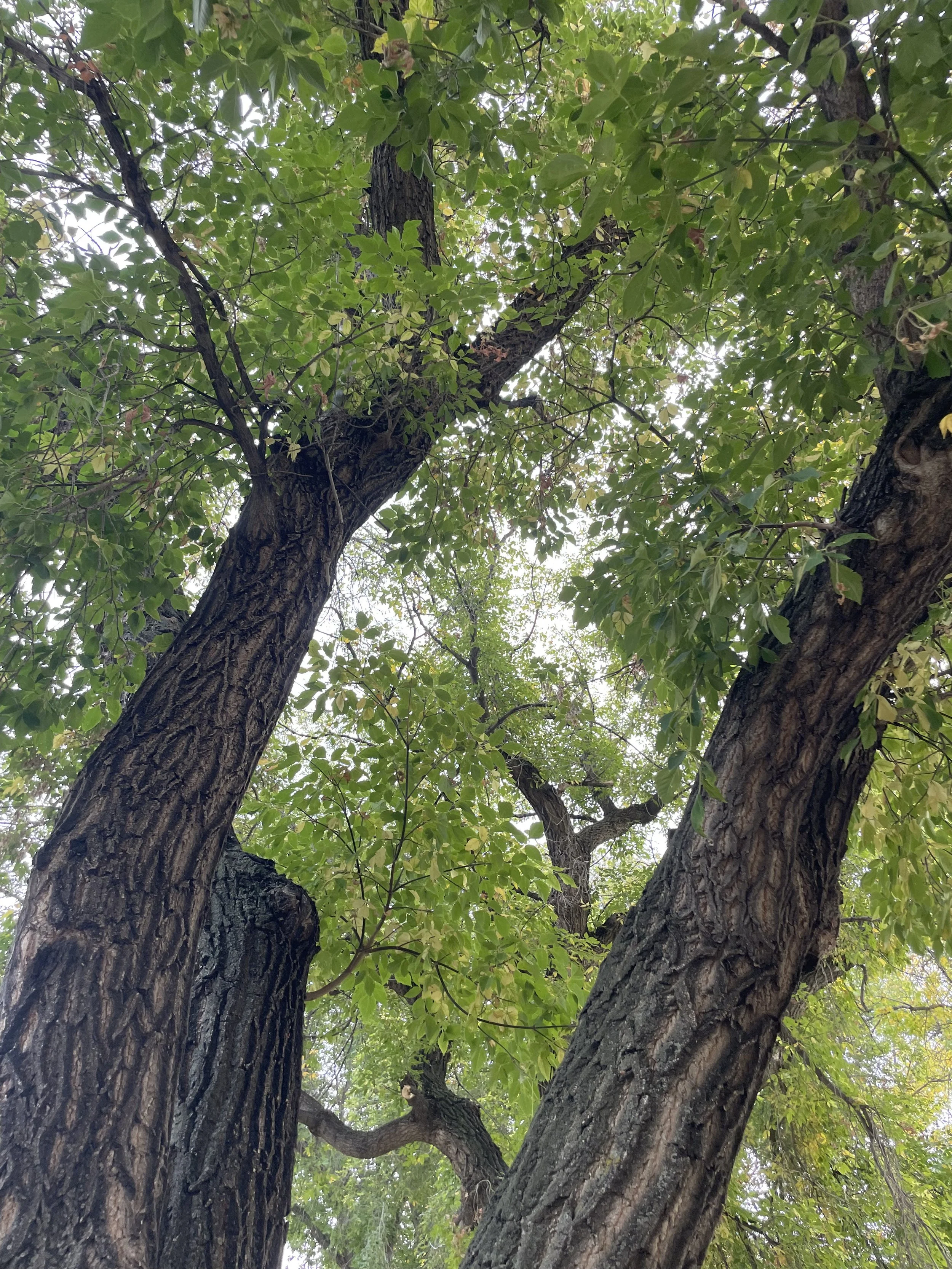 View of the trunks and green leaves of an expanding tree, shot from the ground looking up.