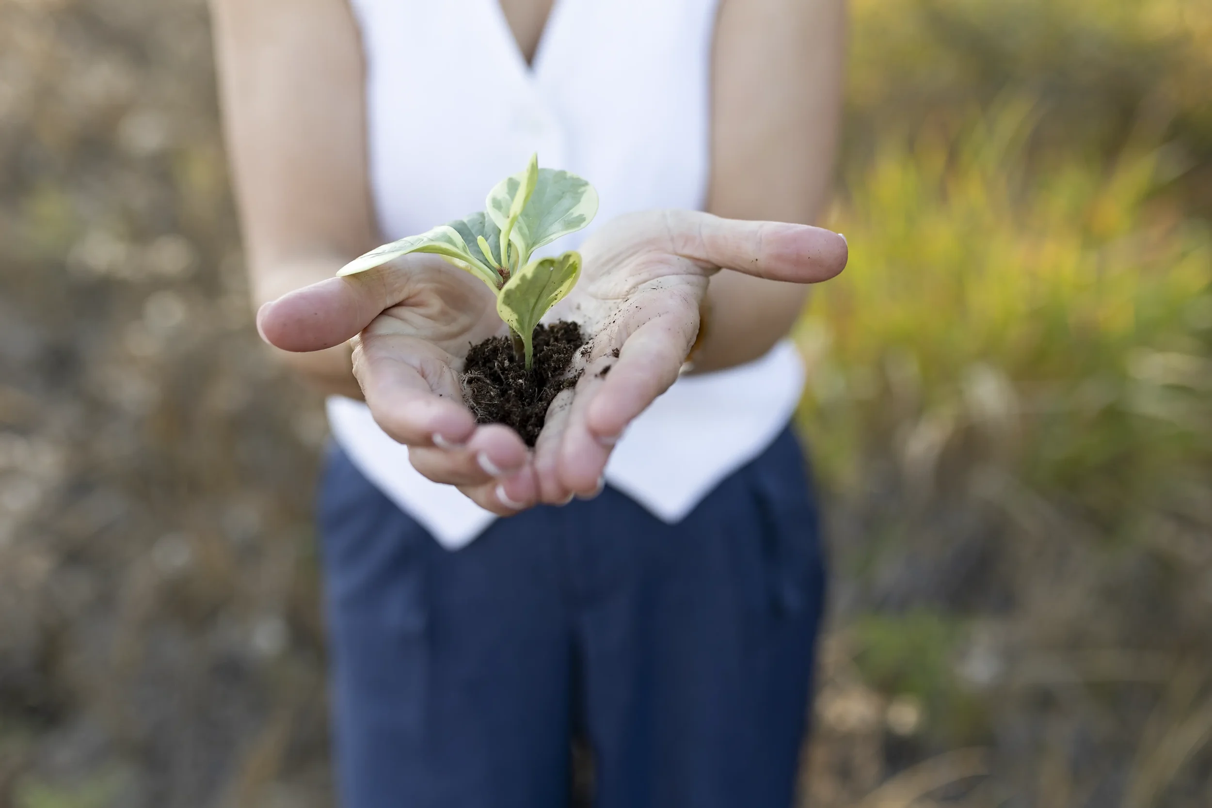 Person holding a small, green plant with soil in hand outdoors.