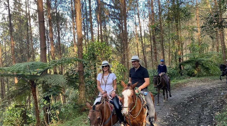 Personas montando caballos en un bosque con árboles altos y vegetación densa.