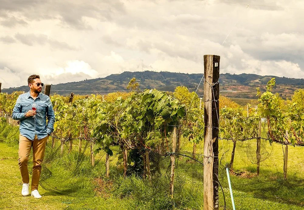 Hombre con gafas y camisa de mezclilla en un viñedo, sosteniendo una copa de vino, rodeado de plantas de uva y montañas al fondo en un día nublado.
