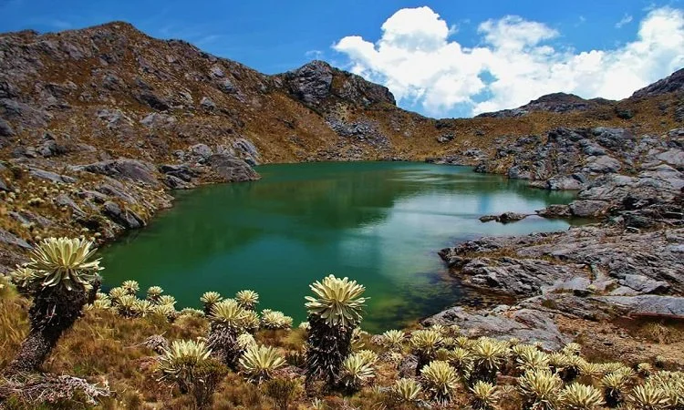 Lago en un paisaje montañoso con plantas suculentas en primer plano y cielo con nubes en el fondo.
