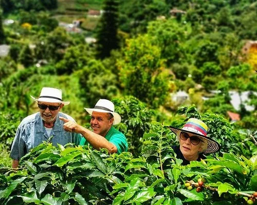 Tres personas en un campo de café, entre árboles y vegetación, con sombreros y gafas de sol.