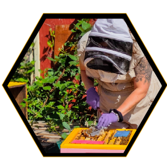 Person wearing protective gear collecting honey from beekeeping hive in a garden
