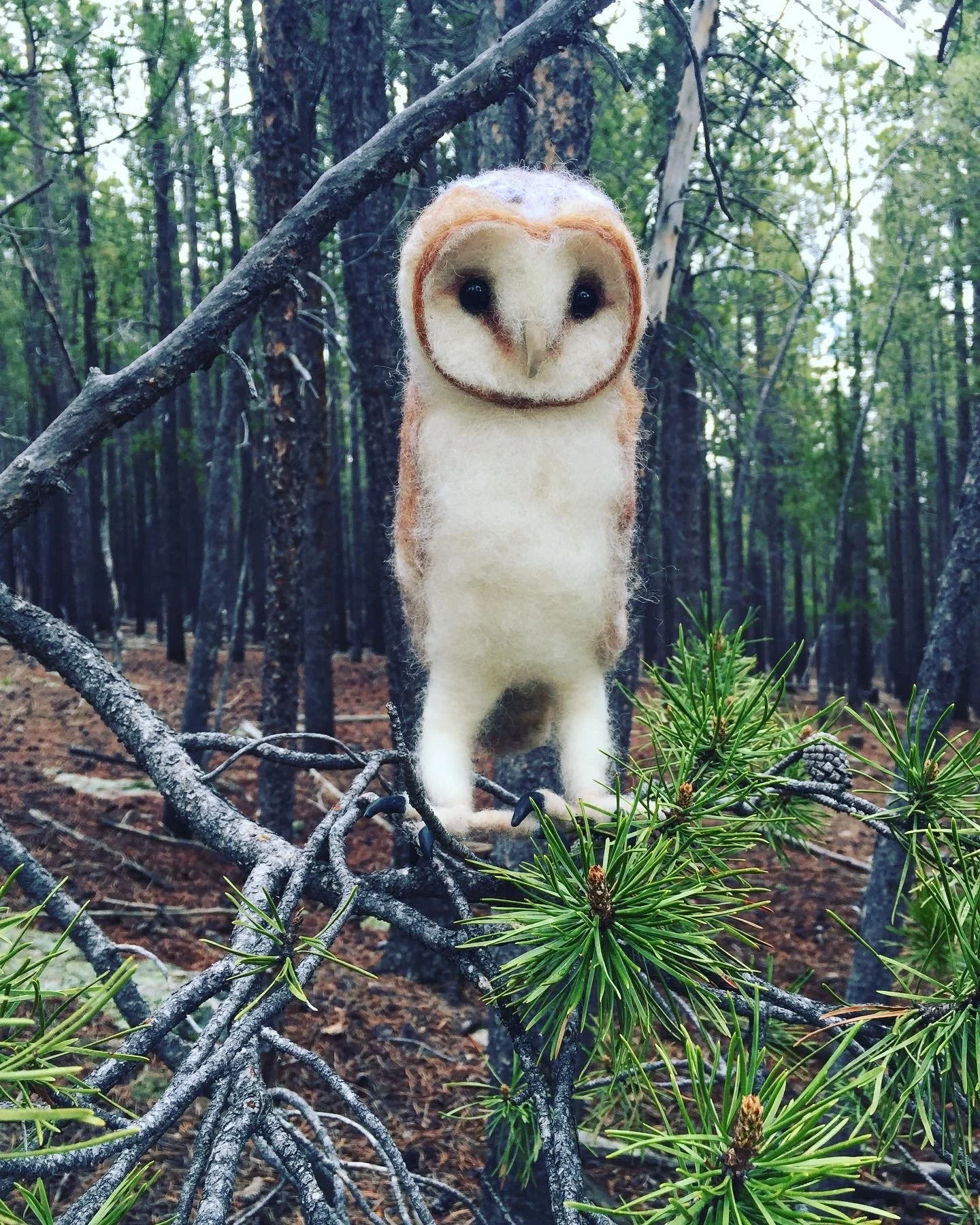 Harbinger of Death, or cute owl