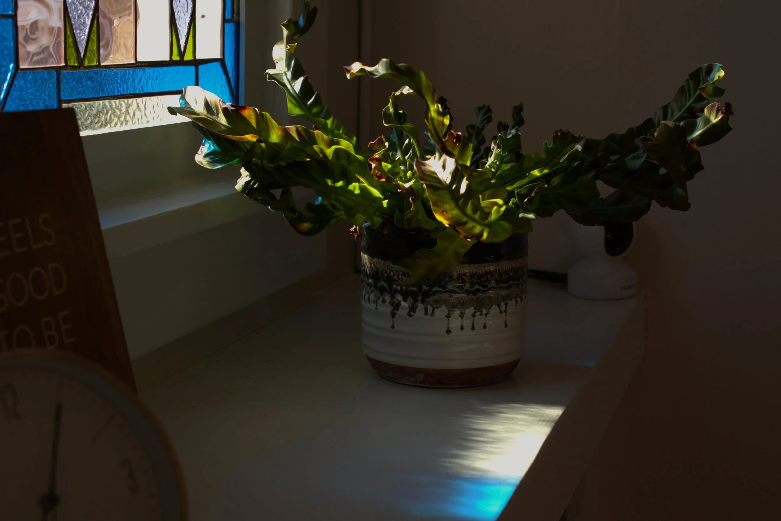 A plant with green leaves in a decorative pot, illuminated by sunlight coming through a stained glass window.