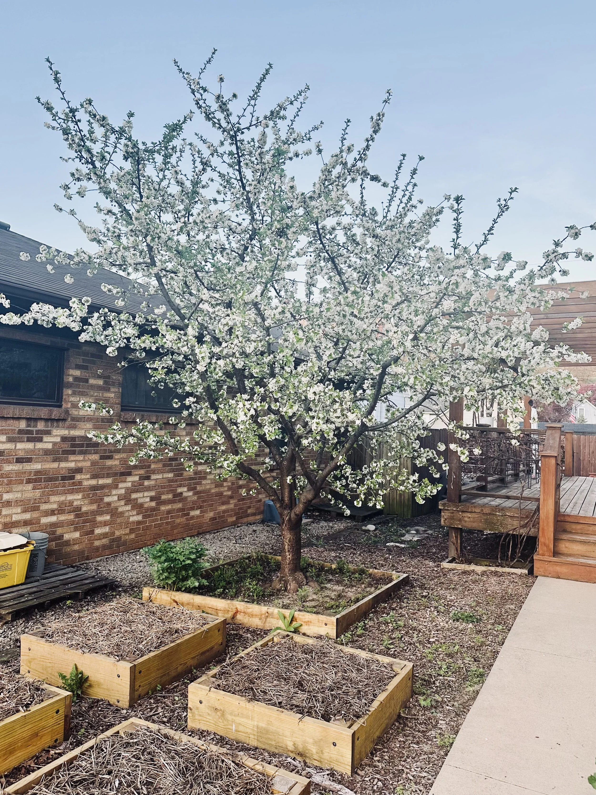 Convivium Urban Farmstead Farmhouse Honeybees