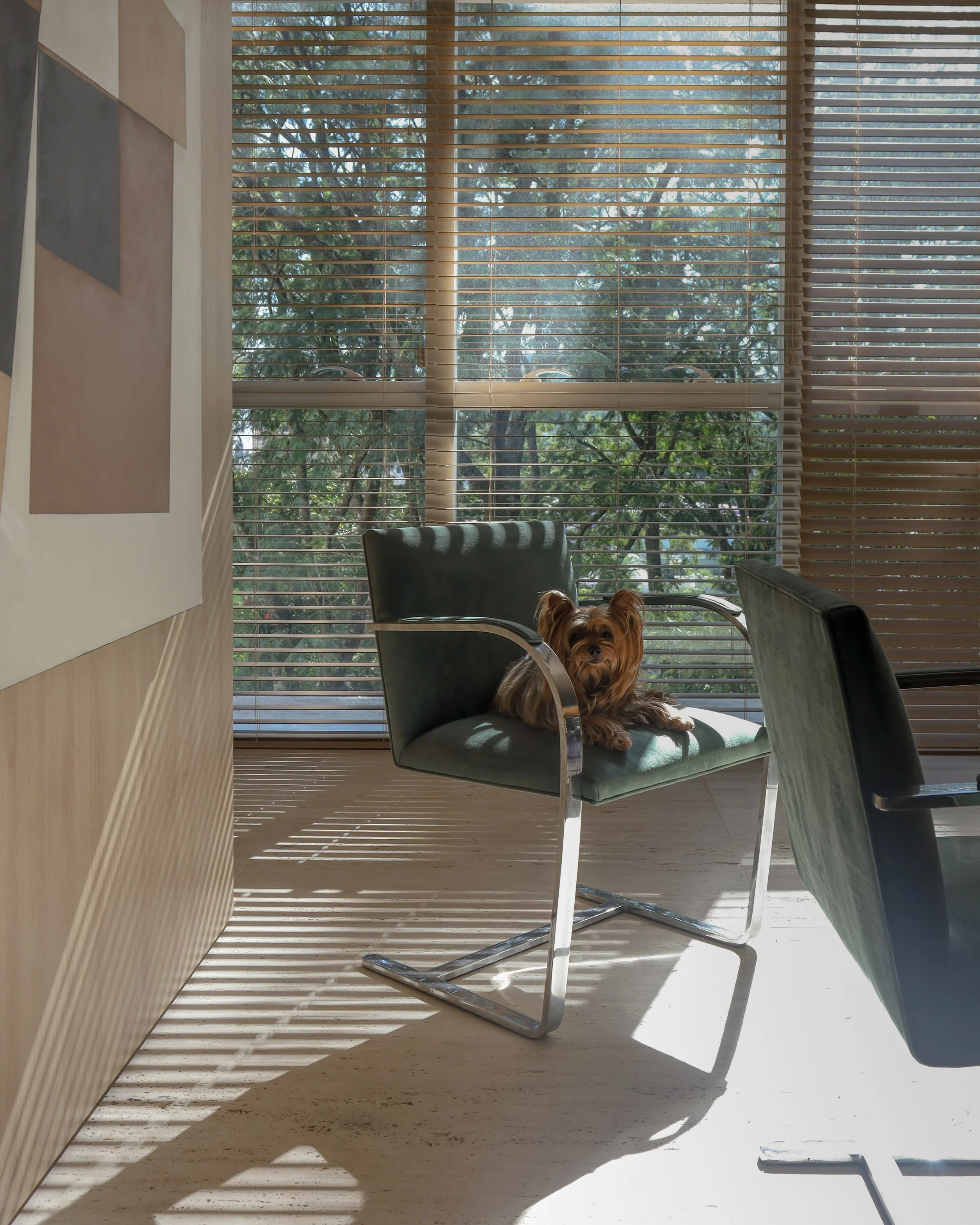 Cachorro deitado em cadeira moderna em ambiente com janela com persianas de madeira, luz natural e vista para árvores.