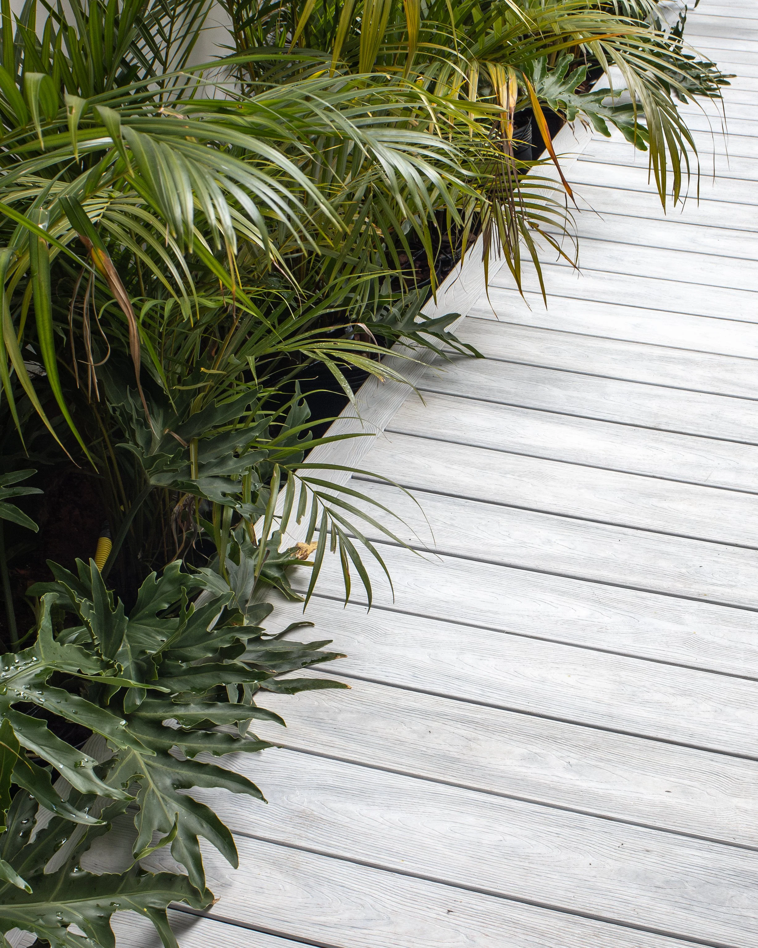 Plantas verdes em vasos ao lado de um piso de madeira claro.