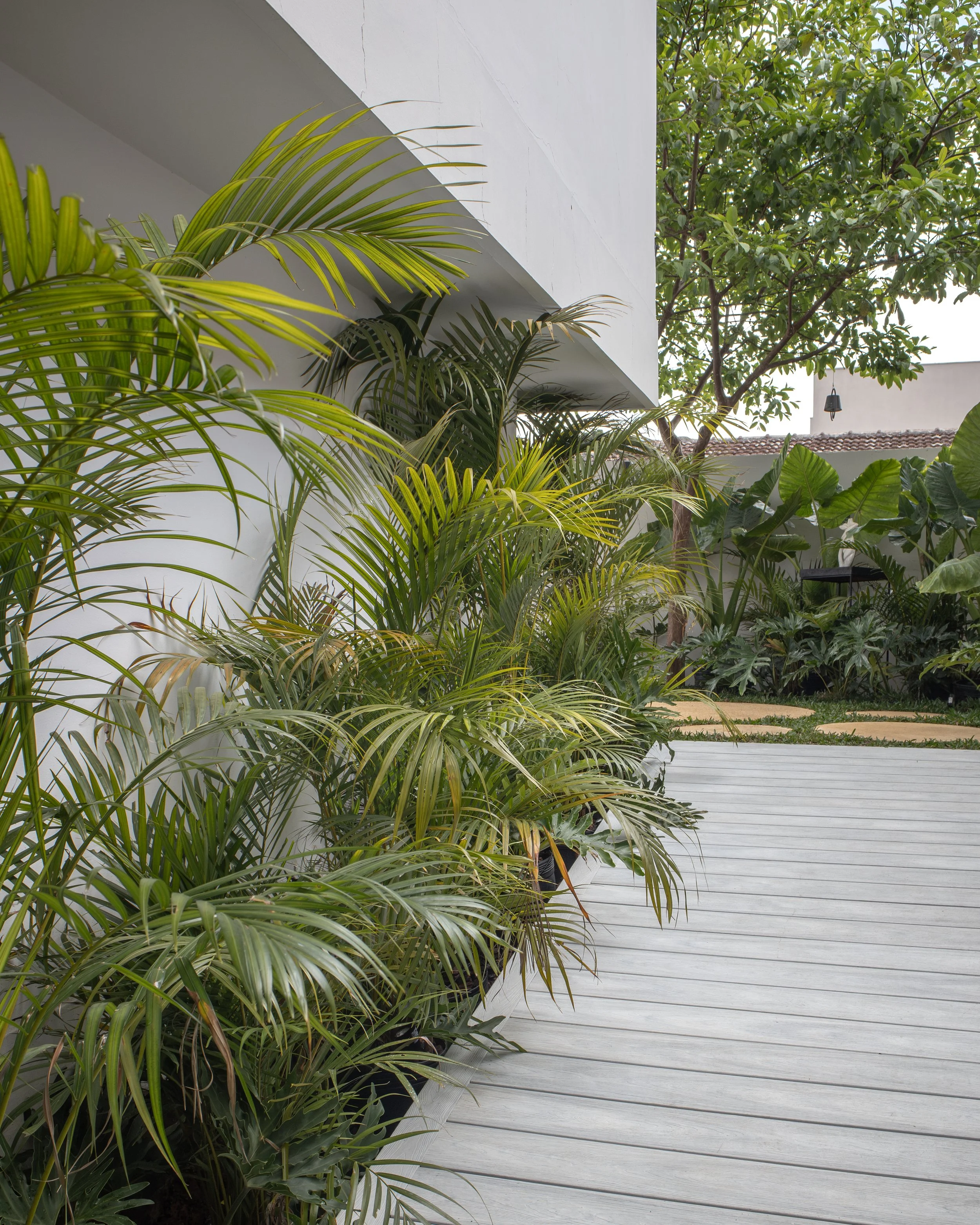 Variedade de plantas verdes ao lado de uma parede branca, ao ar livre.