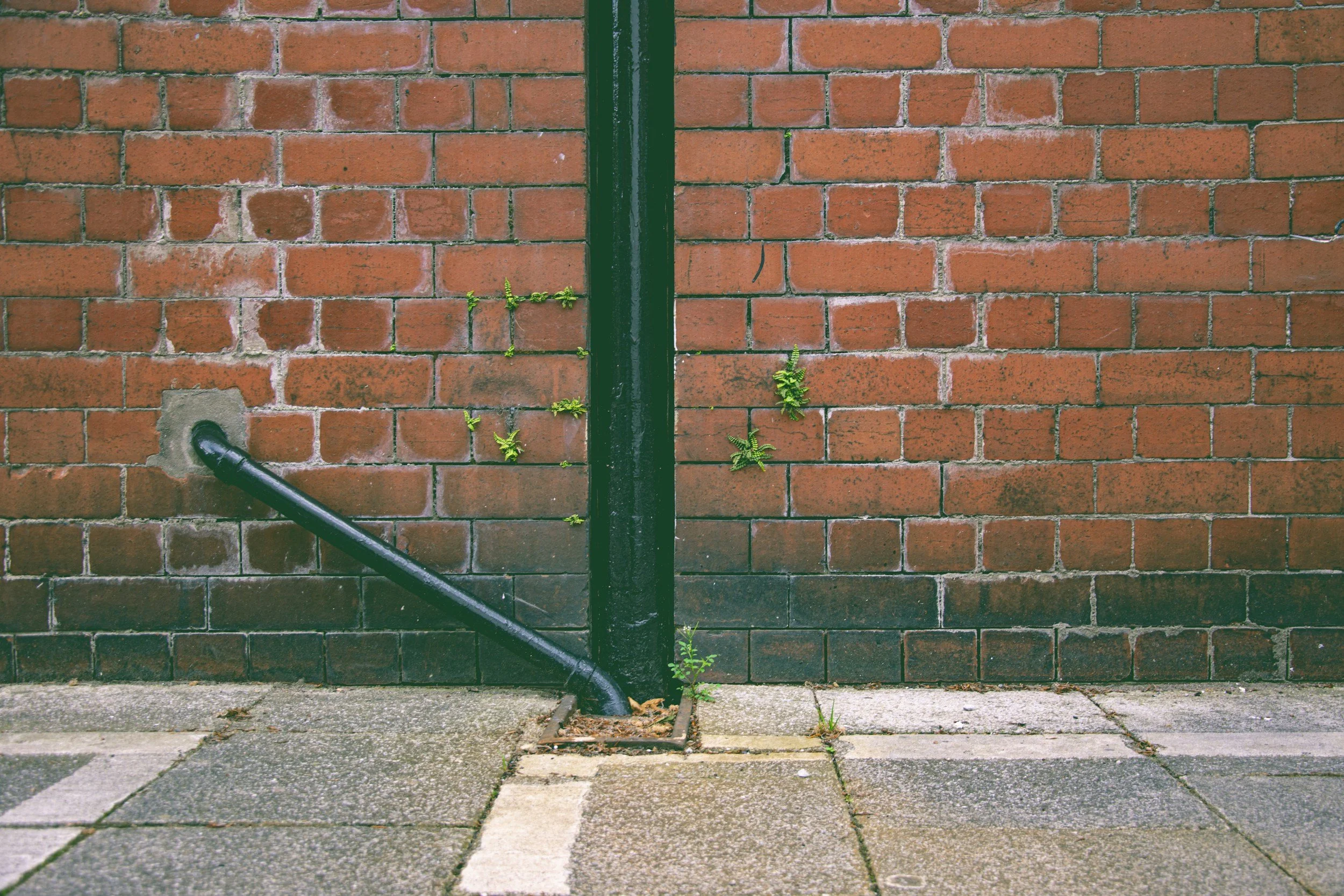 A brick wall with a black metal pipe running along the ground and a black metal pipe vertically attached to the wall. Small green plants are growing out of the wall and the ground.
