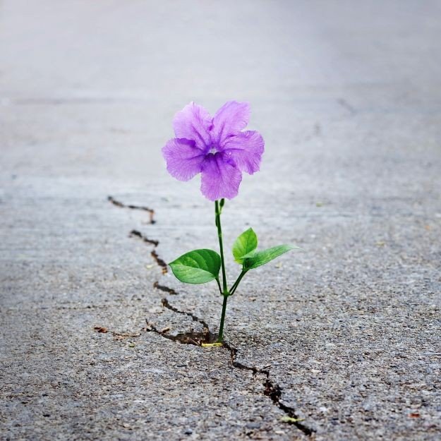 Purple flower growing through a crack in concrete surface.