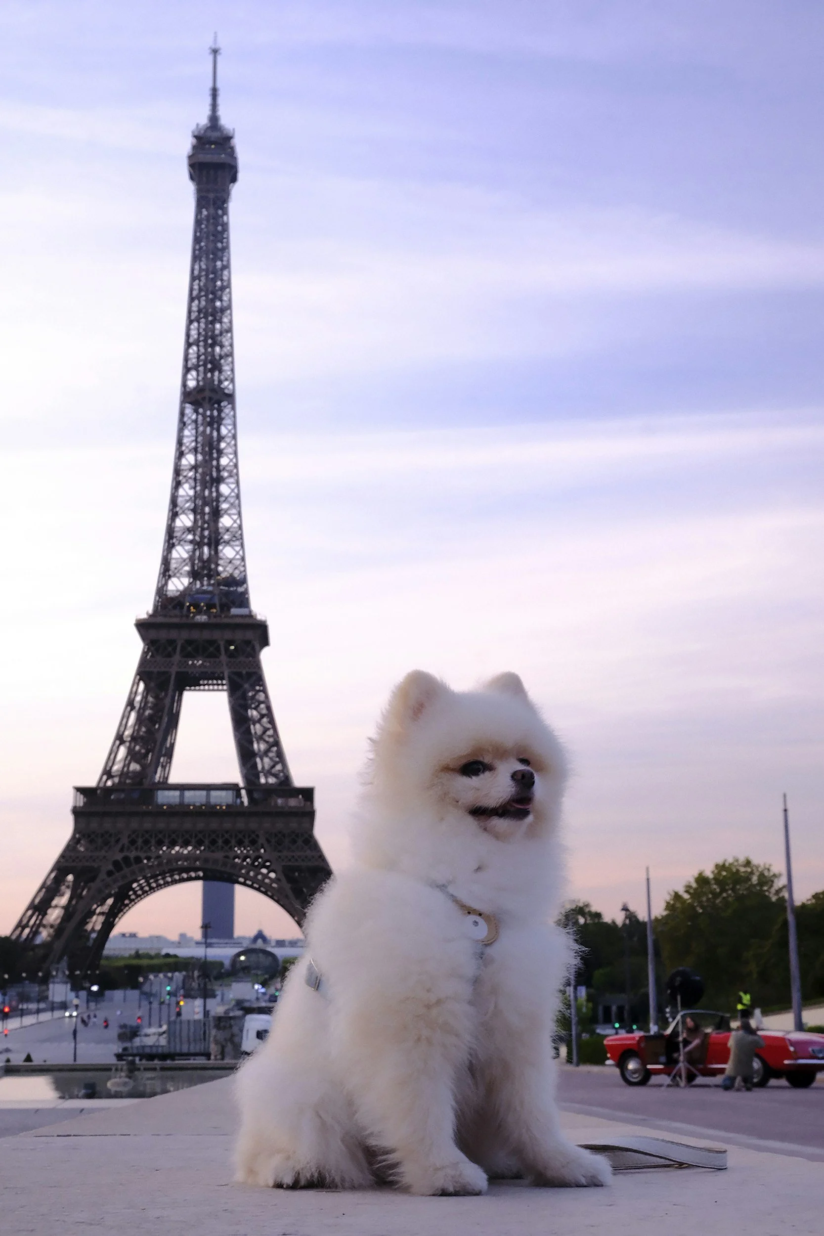 EU Pet Passport Changes 2026: What It Means for US Pet Owners