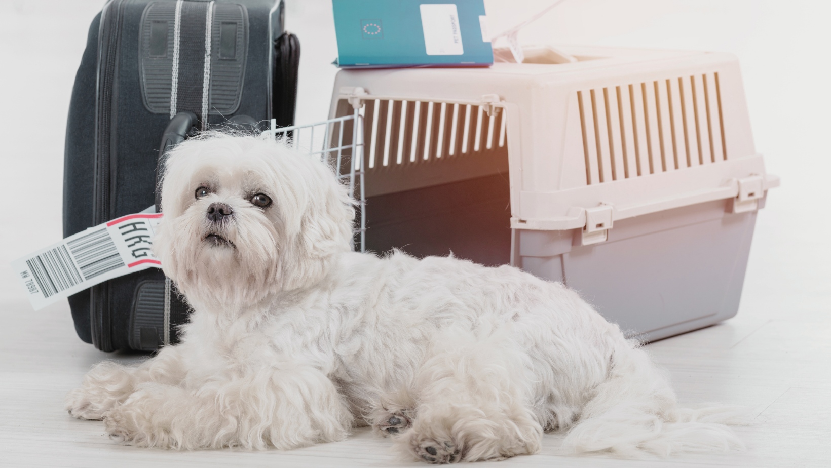 Airline Pet Policies in 2026: 5 Best Airlines for Traveling With Pets