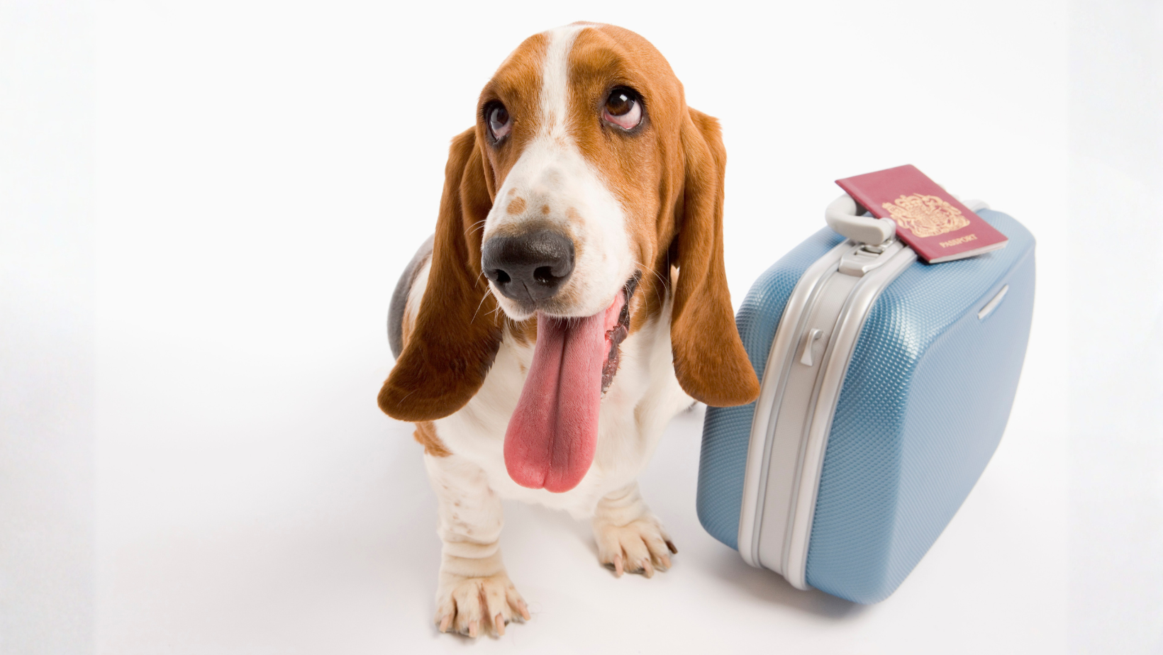 What Is a Pet Passport and Do You Actually Need One?