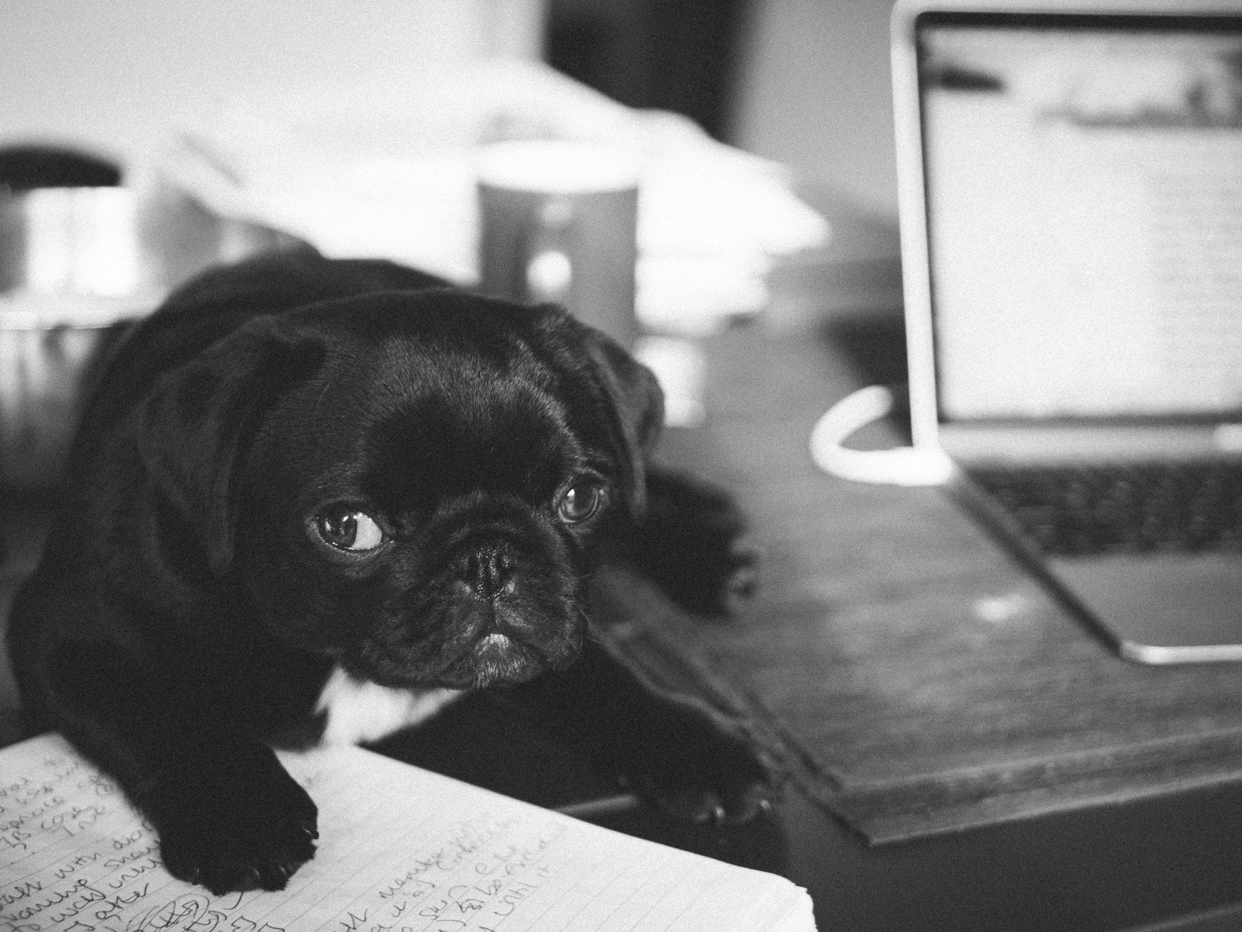 How to Get an International Pet Health Certificate (Without Missing the Window)