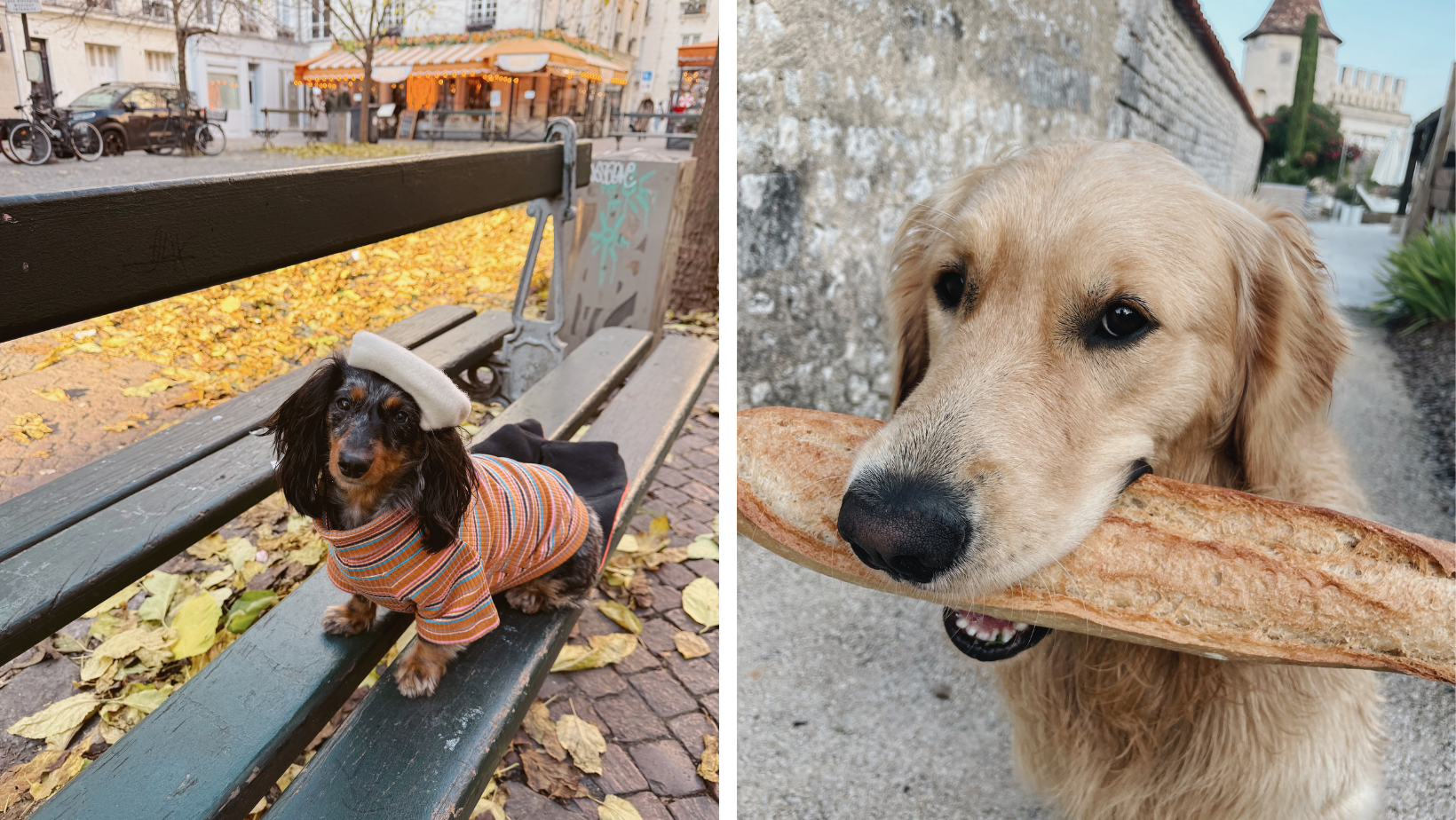 Traveling to Europe With Your Dog: What U.S. Pet Owners Need to Know