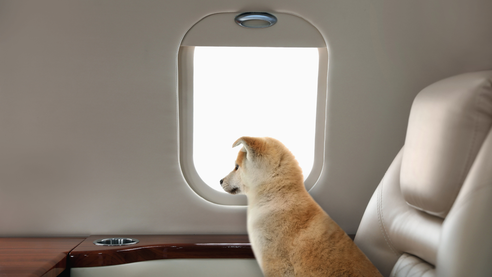 Flying With Your Dog Internationally: A Step-by-Step Guide