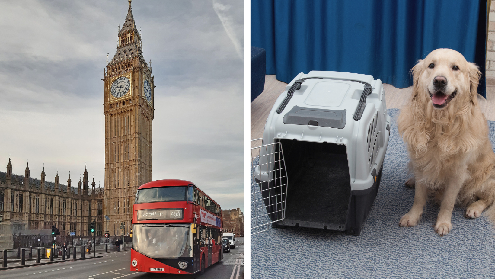 Traveling to the UK With Your Dog After Brexit: What's Changed