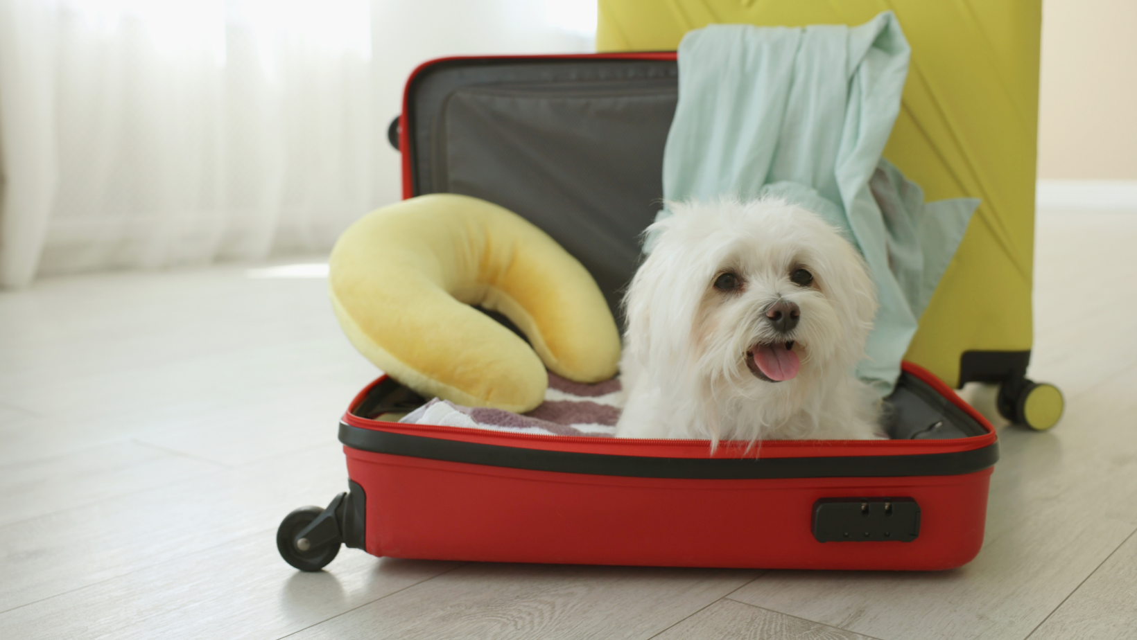 The Ultimate International Pet Travel Checklist