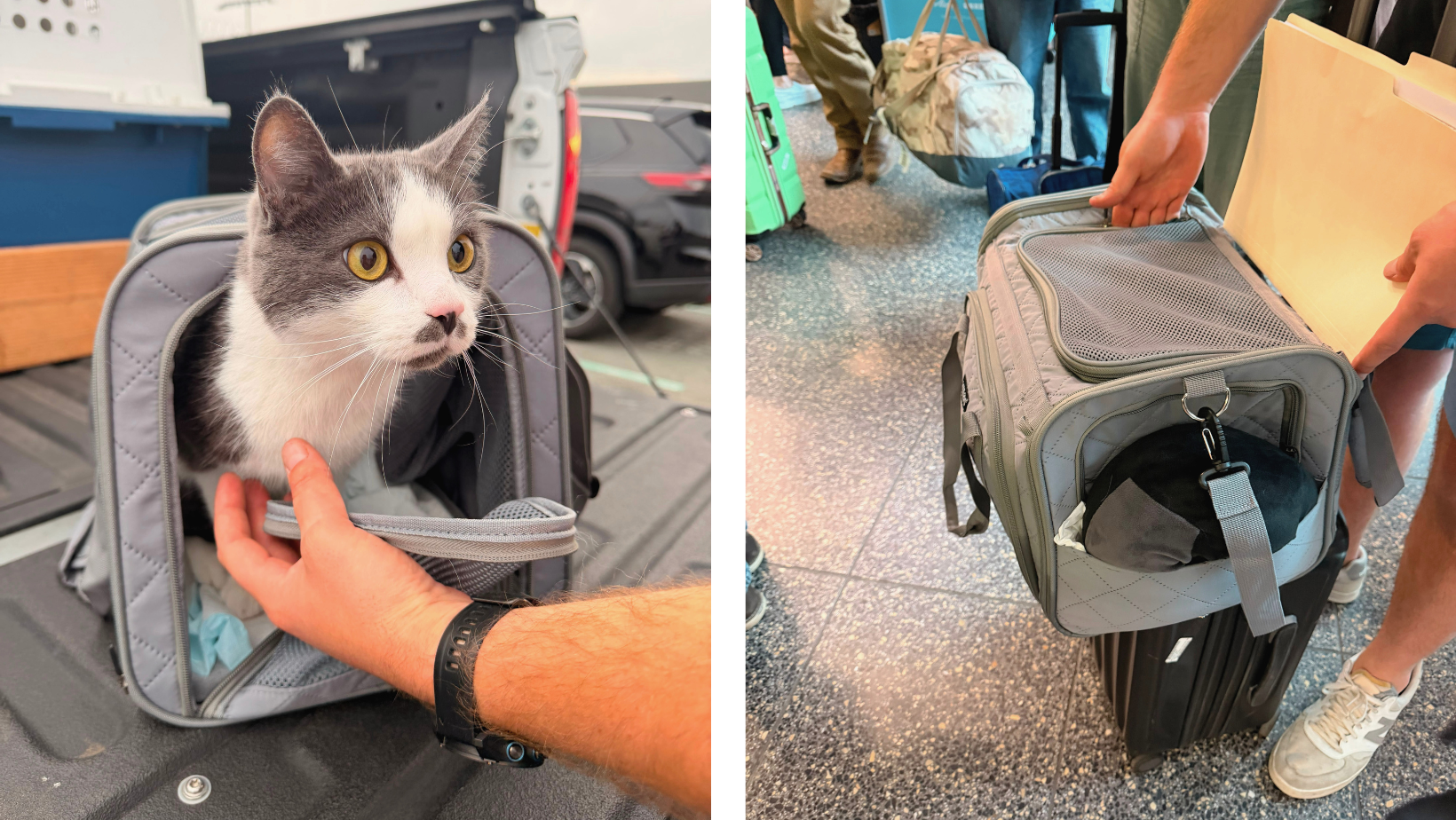 How to Fly With a Cat: Everything You Need to Know Before Booking