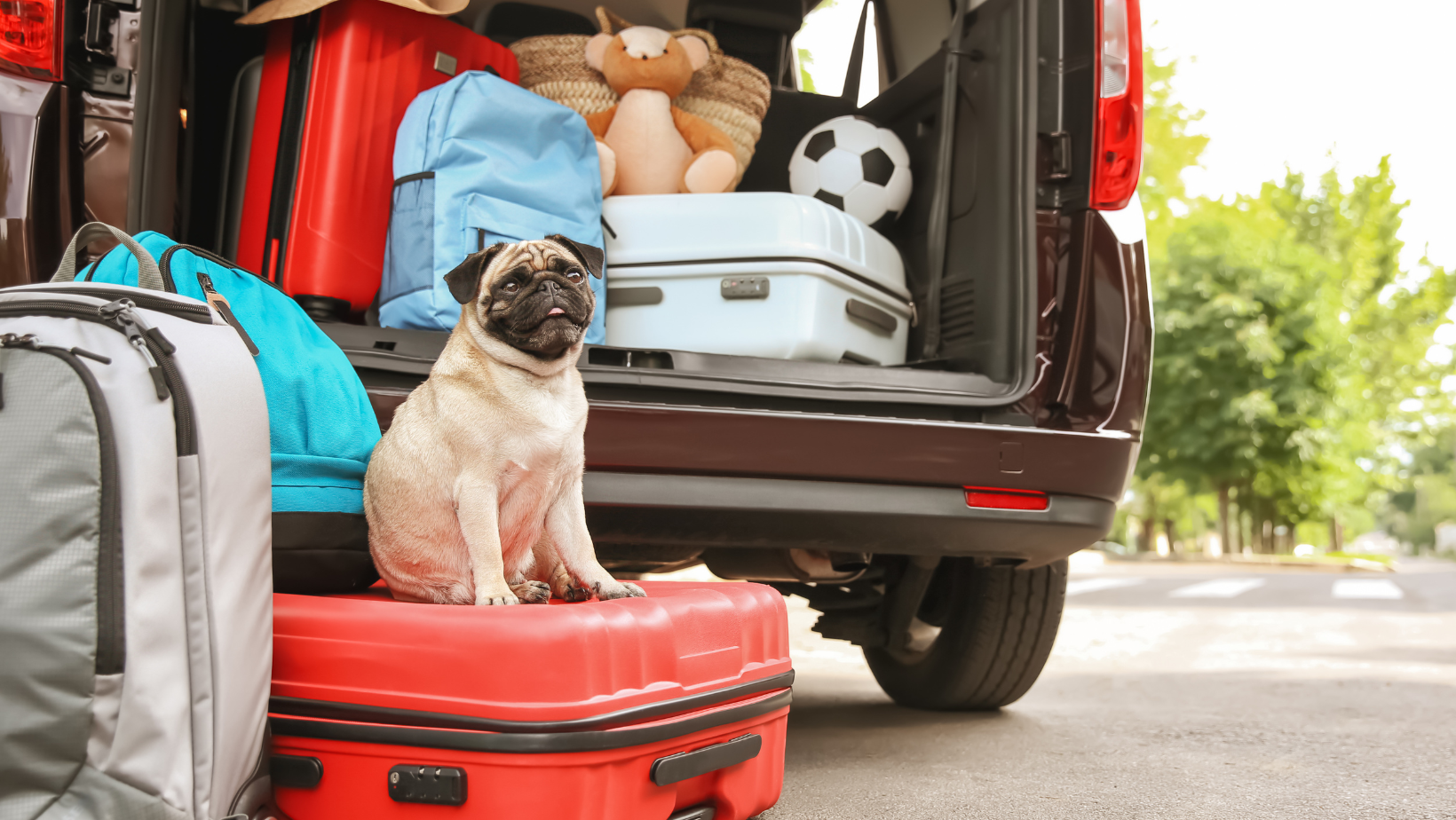 How Much Does Pet Relocation Actually Cost? (A Realistic Breakdown)