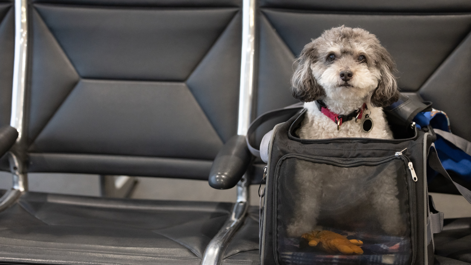 DIY vs. Hiring a Pet Travel Concierge: Which Is Right for Your Move?