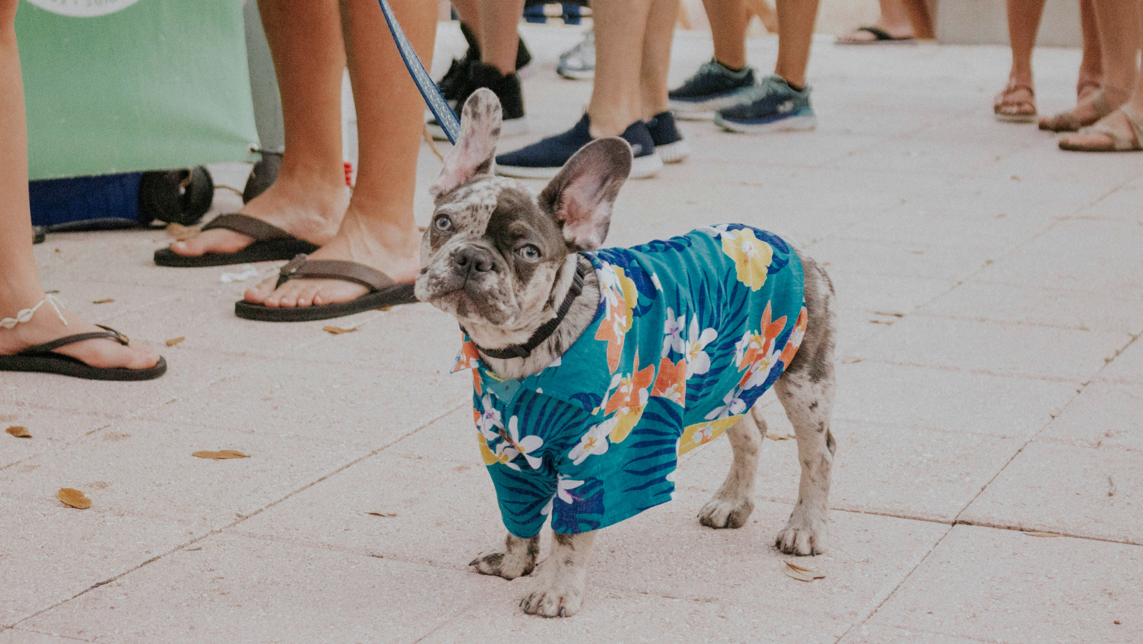 How to Take Your Dog to Hawaii: The Rules Are Stricter Than You Think