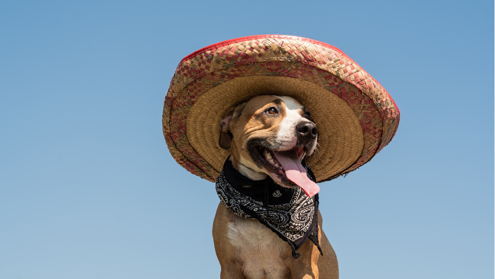 Traveling to Mexico With Your Dog: What You Actually Need