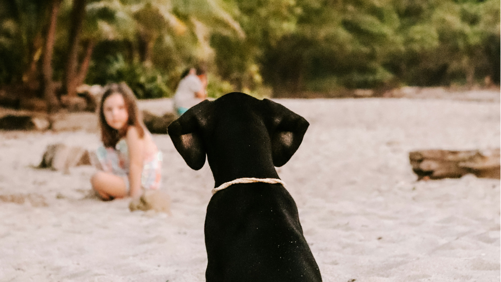 How to Travel to Costa Rica With Your Dog