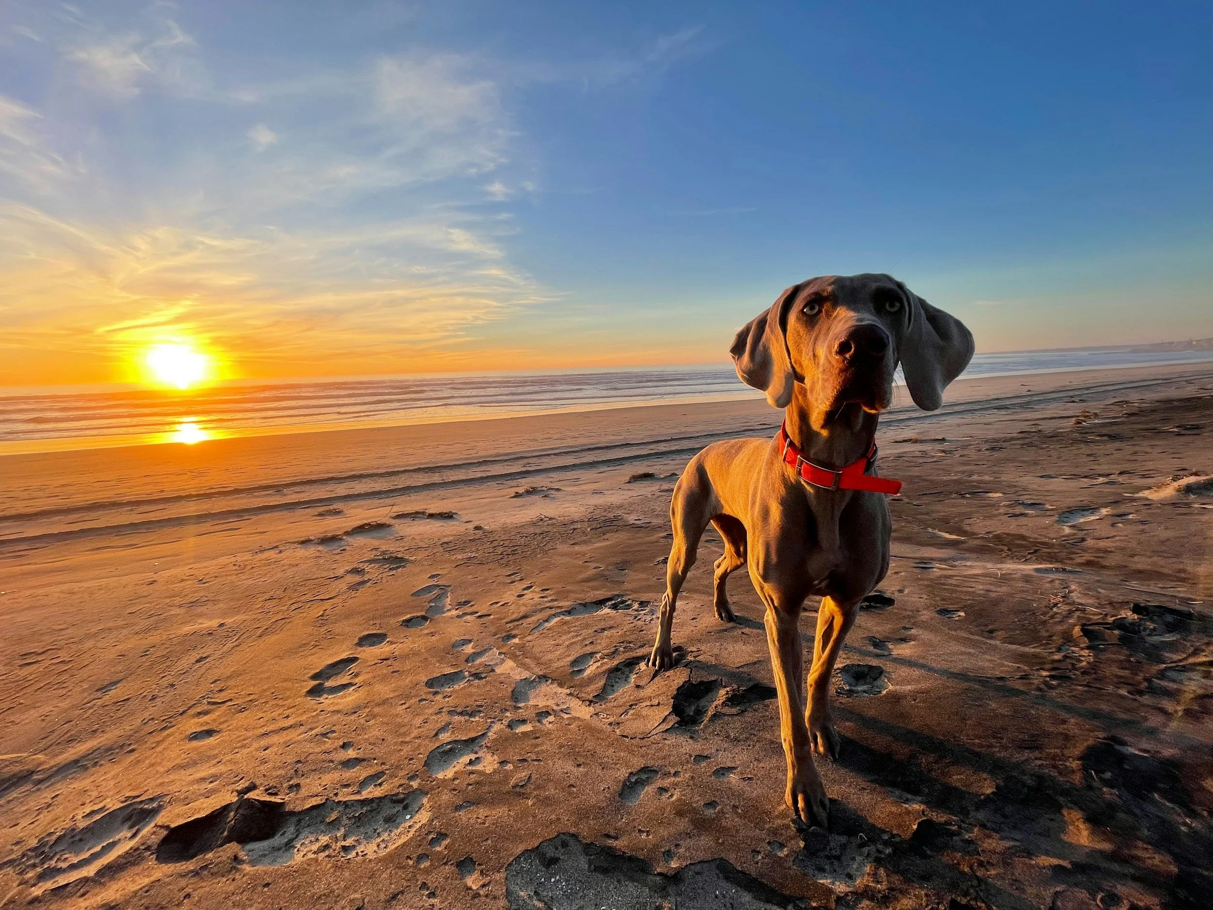 Screwworm Certificate for Mexico: What US Pet Owners Need Now