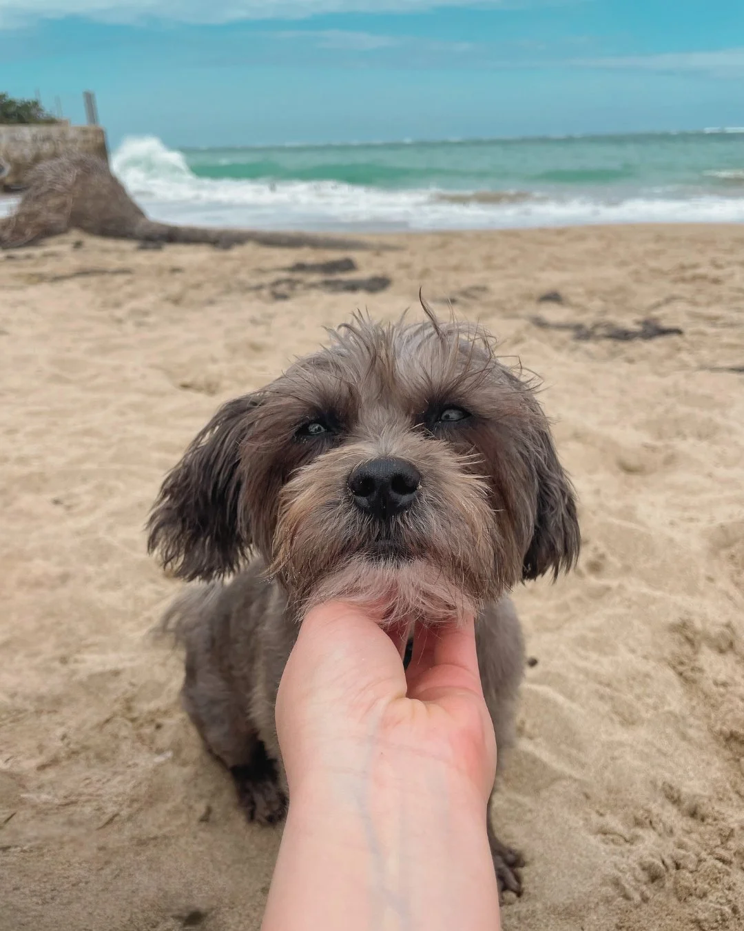 A cute, small, fluffy brown dog with floppy ears sitting on a sandy beach, with waves and blue sky in the background.