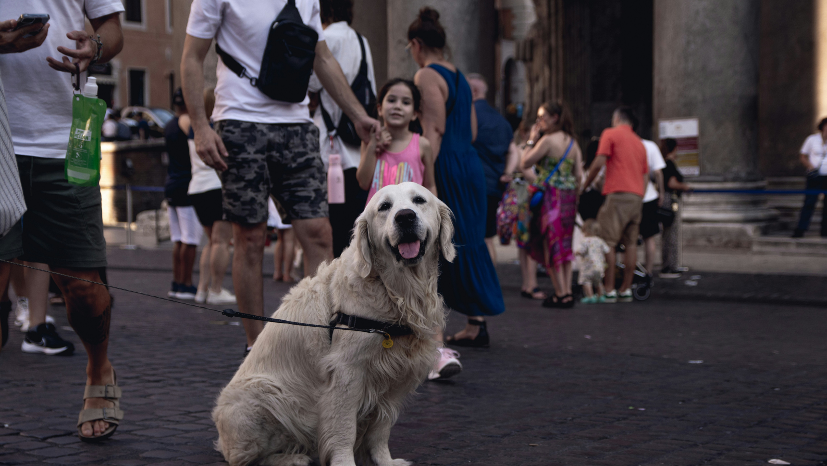 ITA Airways Pet Policy 2026: What "Large Dog On Board" Means (and Doesn't) for US Pet Owners